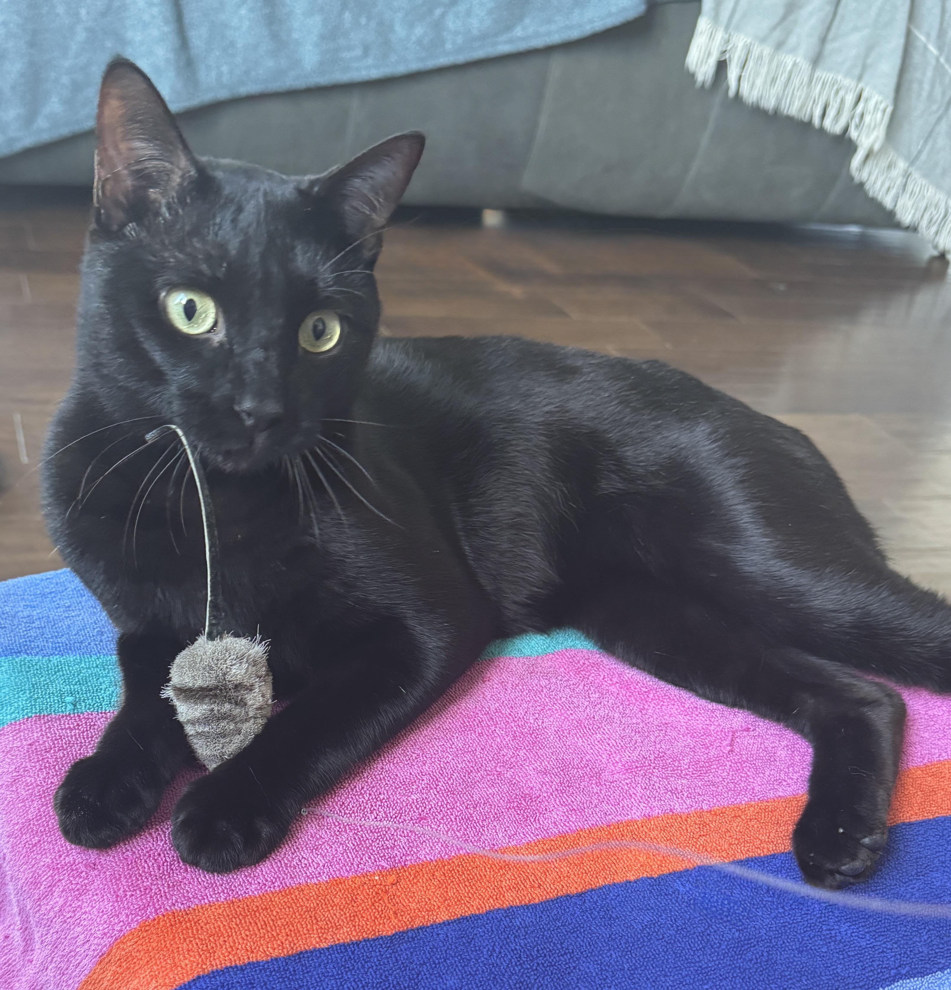 Hops (Hugs, hops, & hip-hop), a ADOPTABLE mixed breed in Houston, TX image 3/6