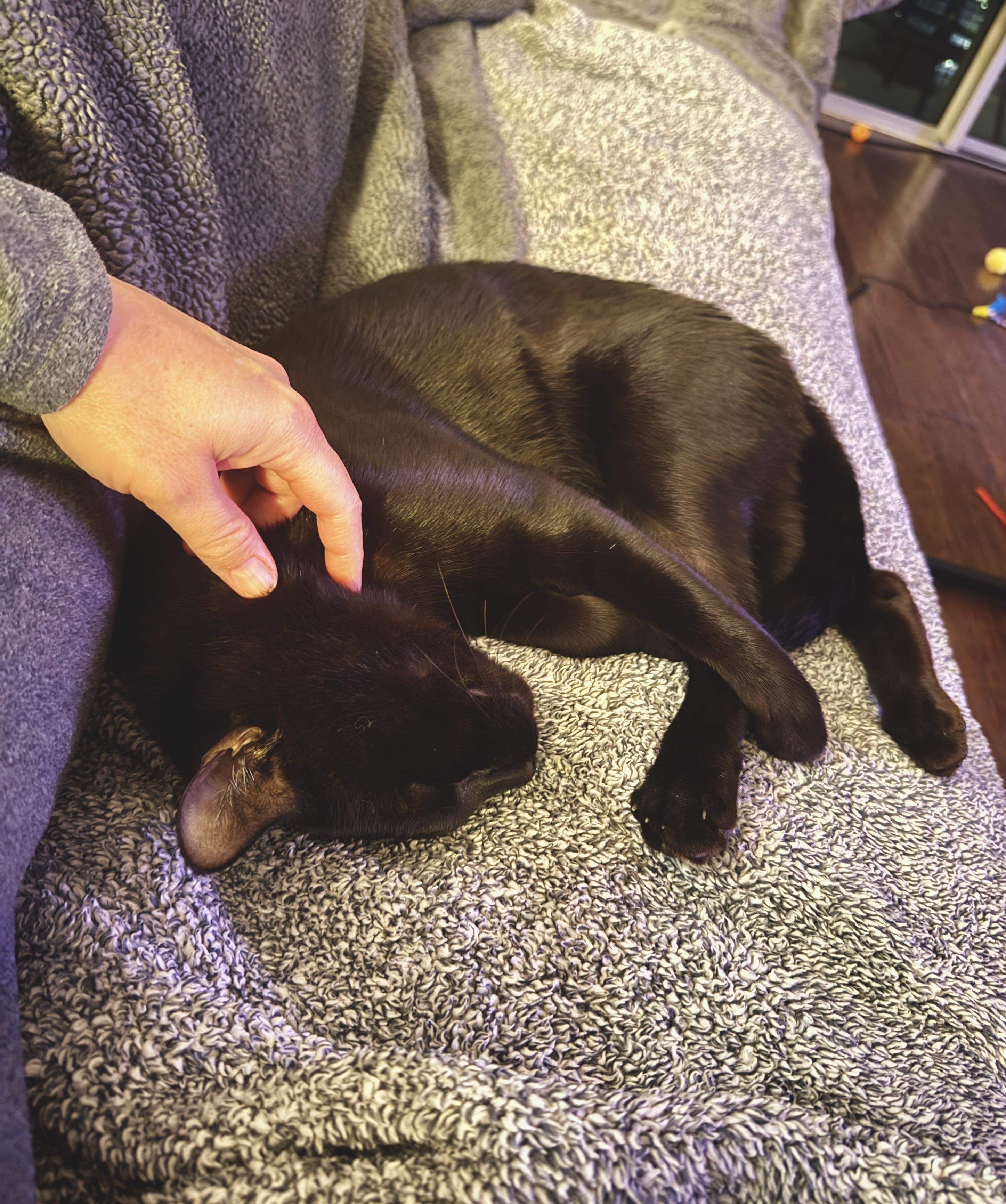 Enlarge Hops (Hugs, hops, & hip-hop), a ADOPTABLE mixed breed in Houston, TX image 3/6