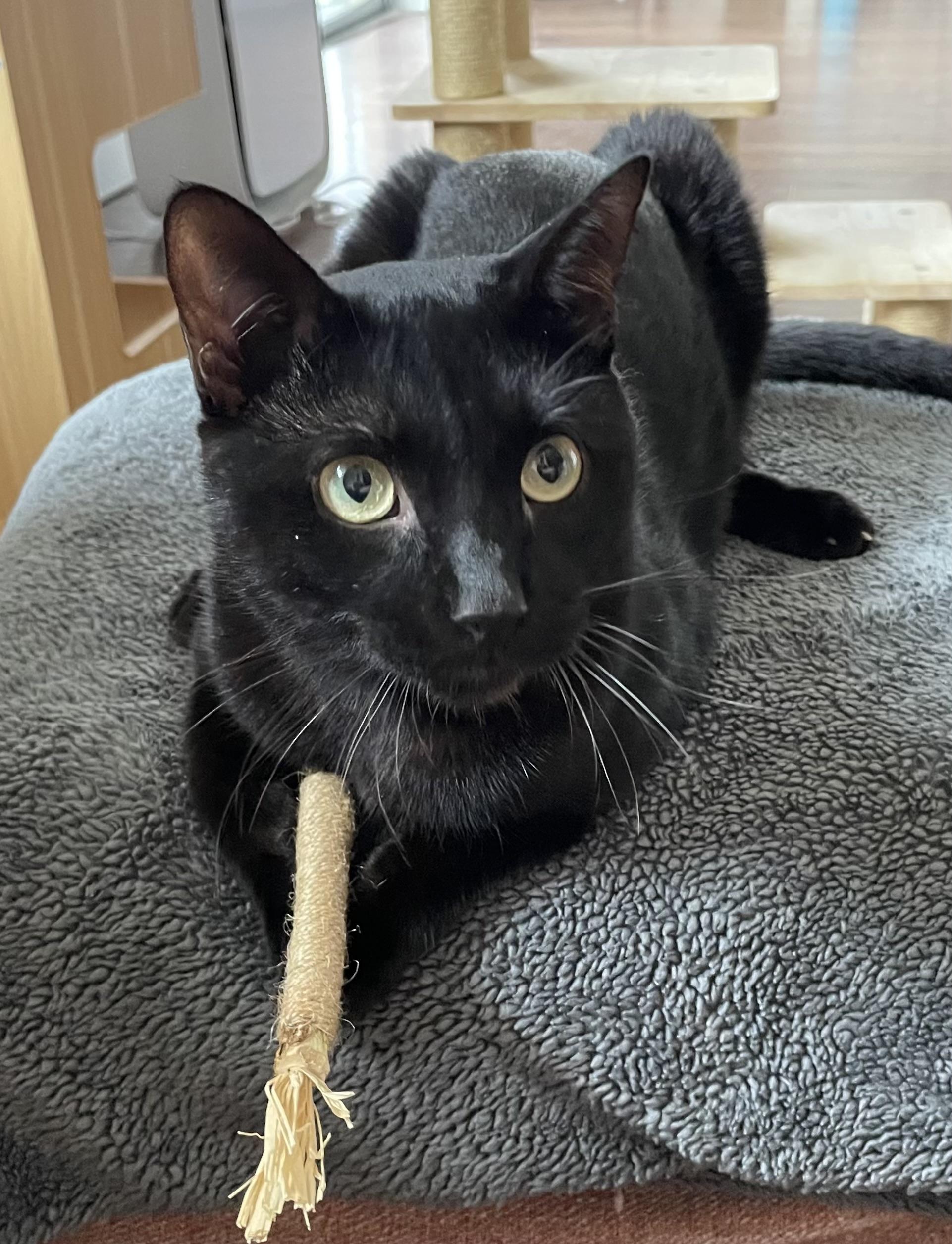 Enlarge Hops (Hippity Hoppity), a ADOPTABLE mixed breed in Houston, TX image 5/6