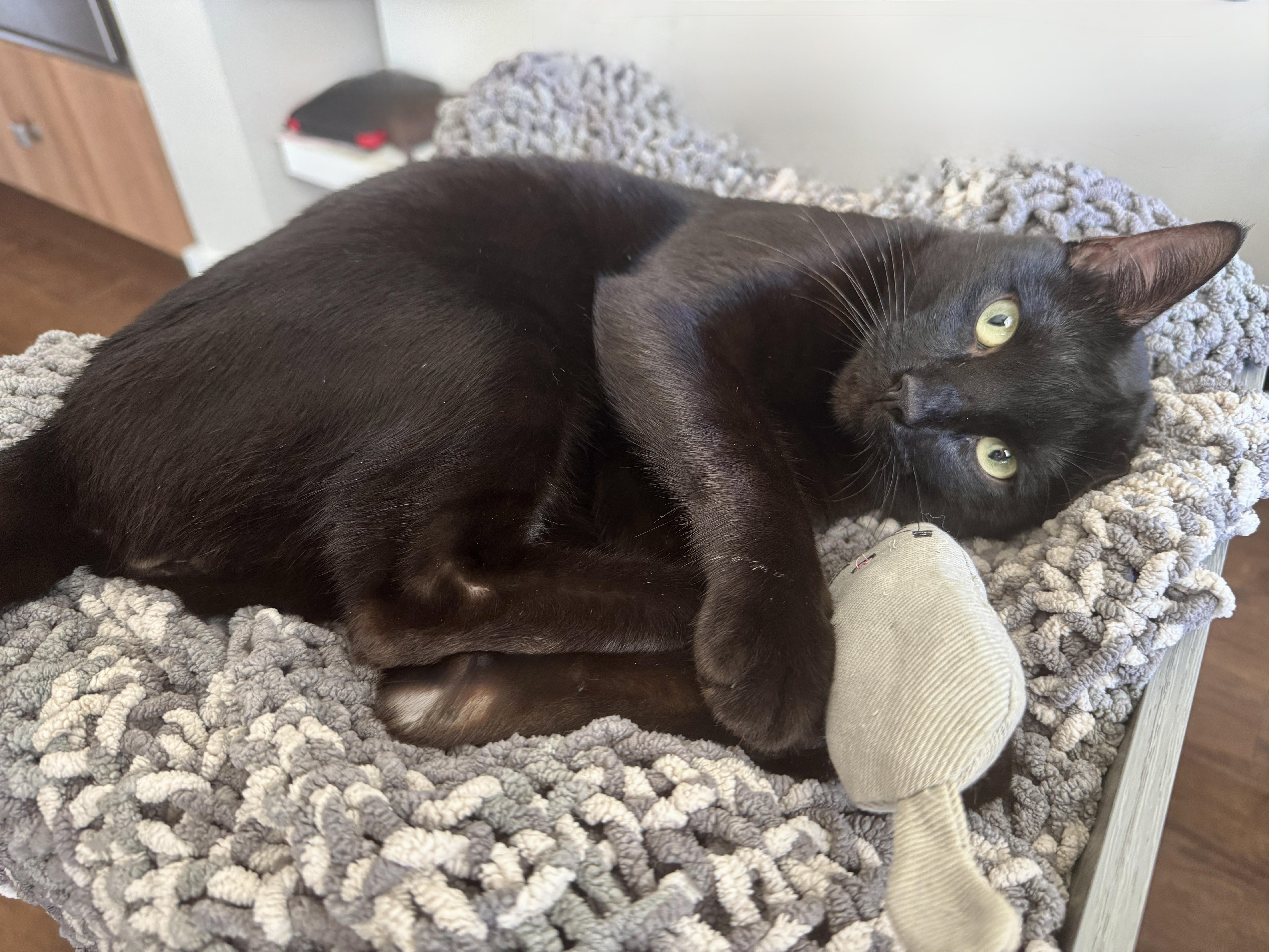 Hops (Hugs, hops, & hip-hop), a ADOPTABLE mixed breed in Houston, TX image 6/6