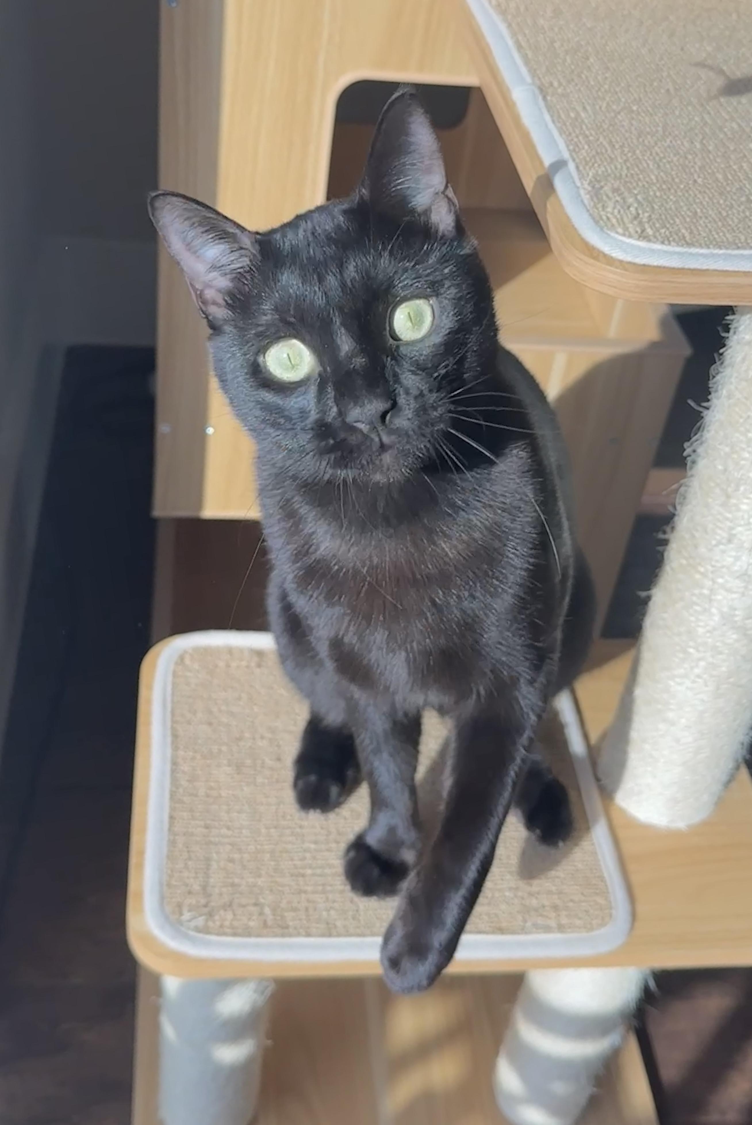 Enlarge Hops (Hugs, hops, & hip-hop), a ADOPTABLE mixed breed in Houston, TX image 2/6