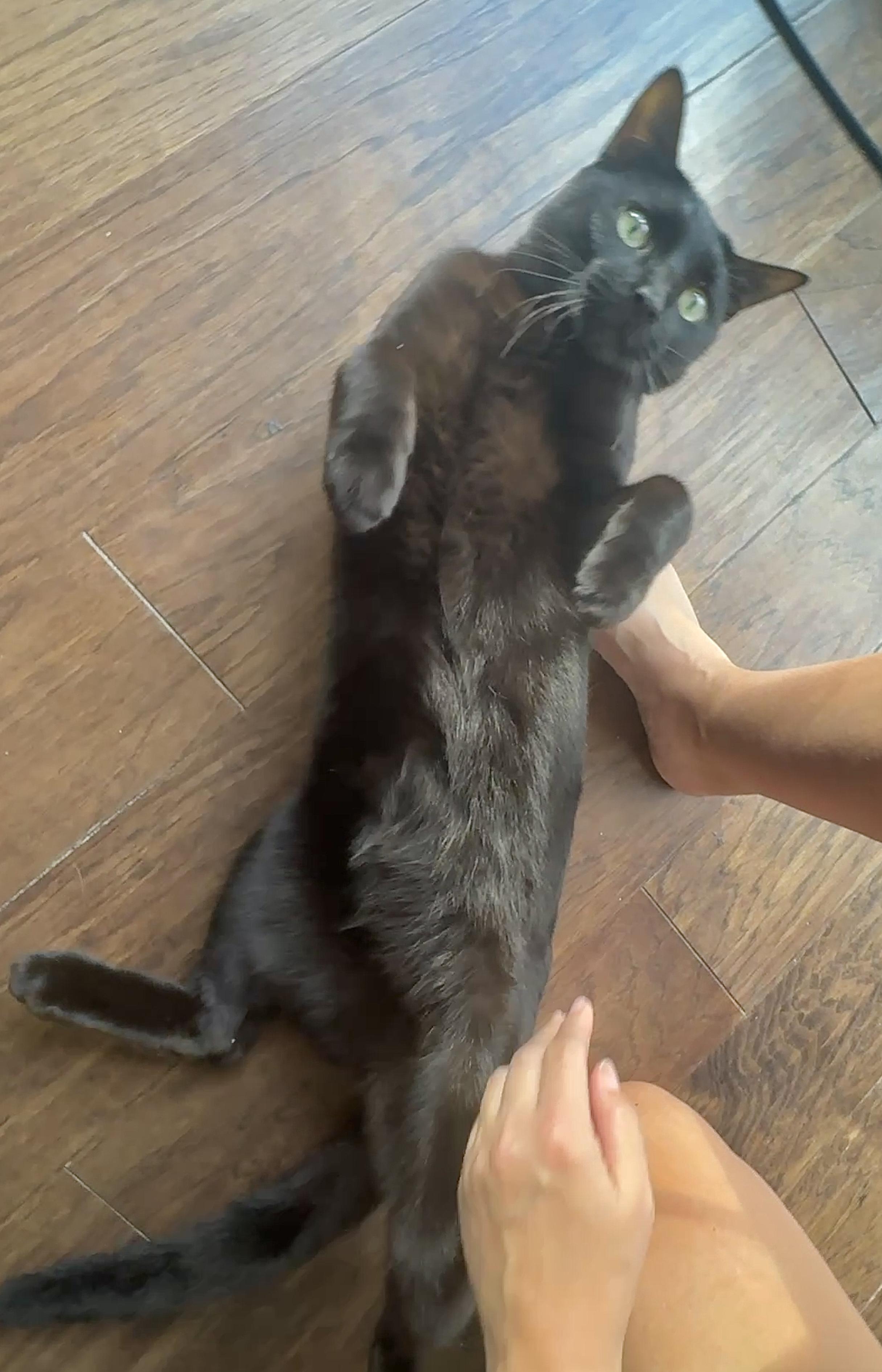 Enlarge Hops (Hippity Hoppity), a ADOPTABLE mixed breed in Houston, TX image 3/6