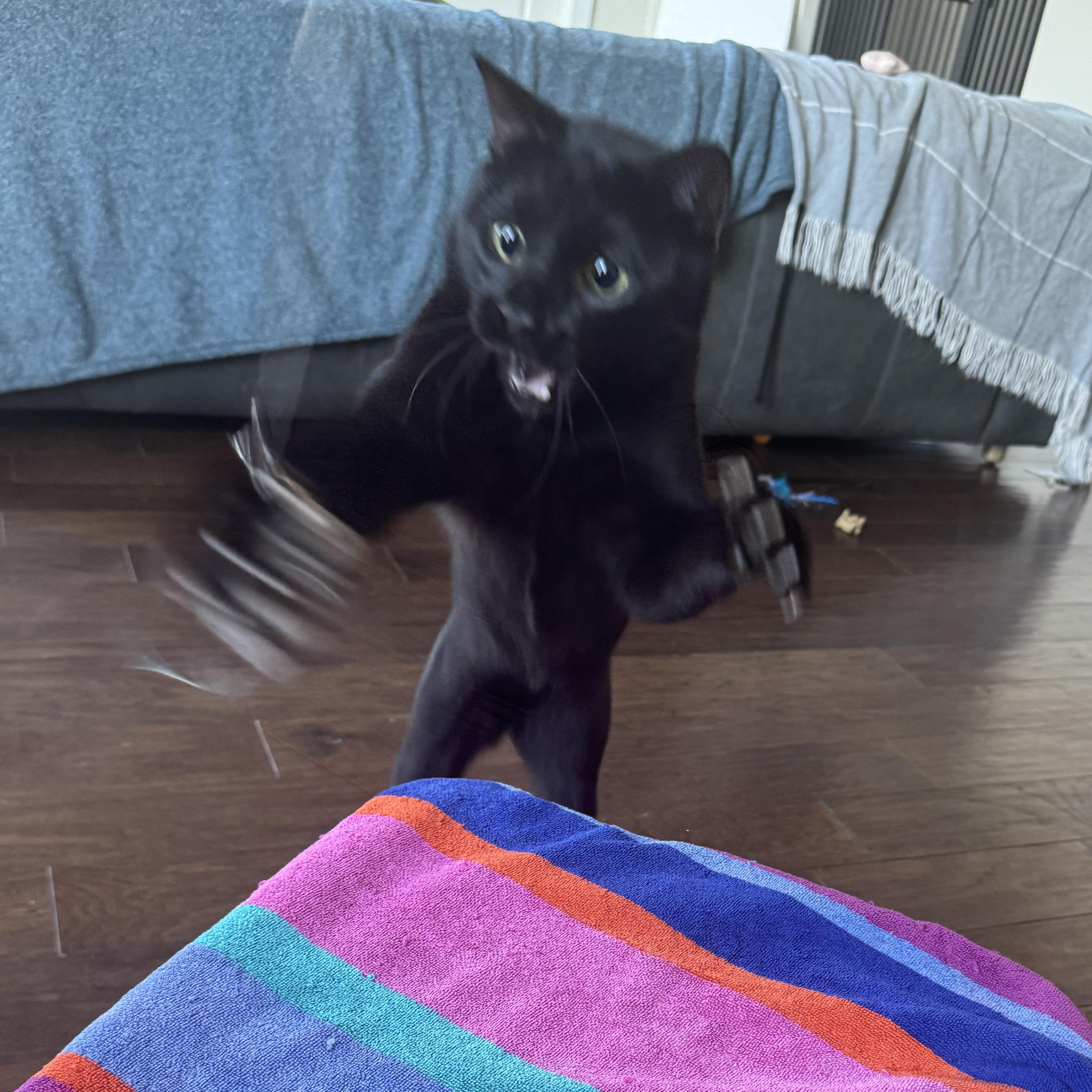 Hops (Hugs, hops, & hip-hop), ADOPTABLE, Young Male Bombay & Domestic Short Hair.