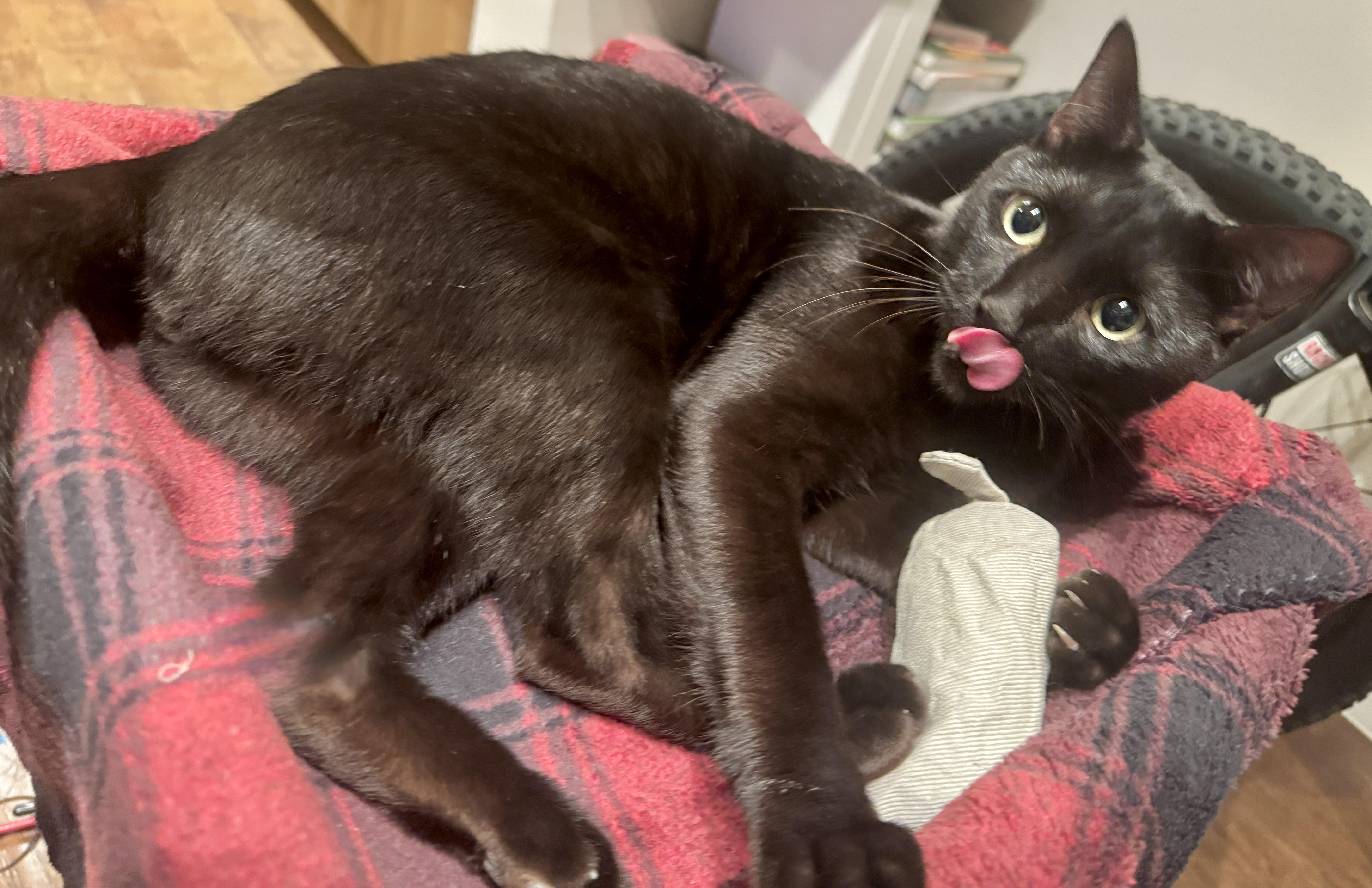 Enlarge Hops (Hippity Hoppity), a ADOPTABLE mixed breed in Houston, TX image 1/6