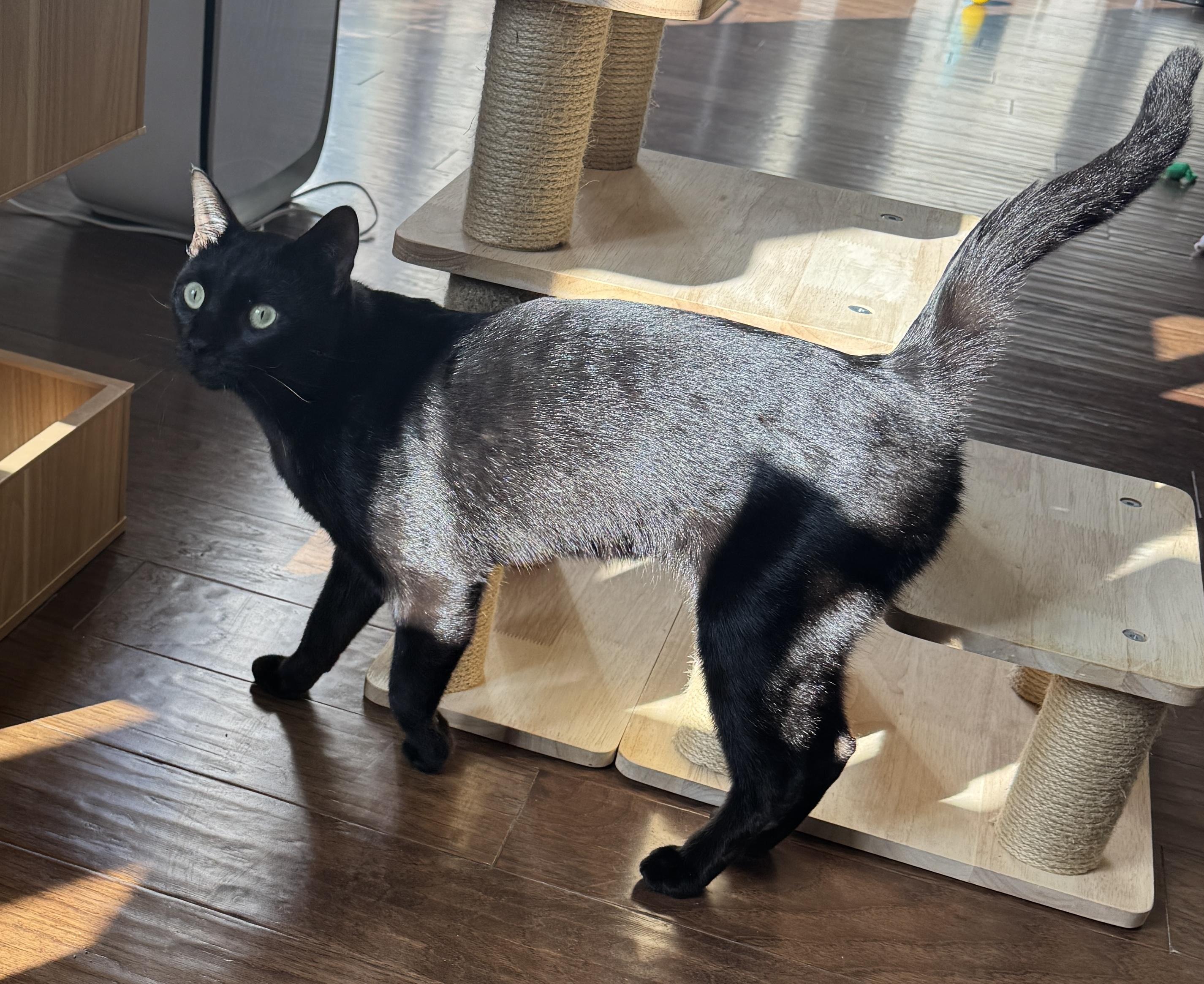 Hops (Hippity Hoppity), ADOPTABLE, Young Male Bombay & Domestic Short Hair.