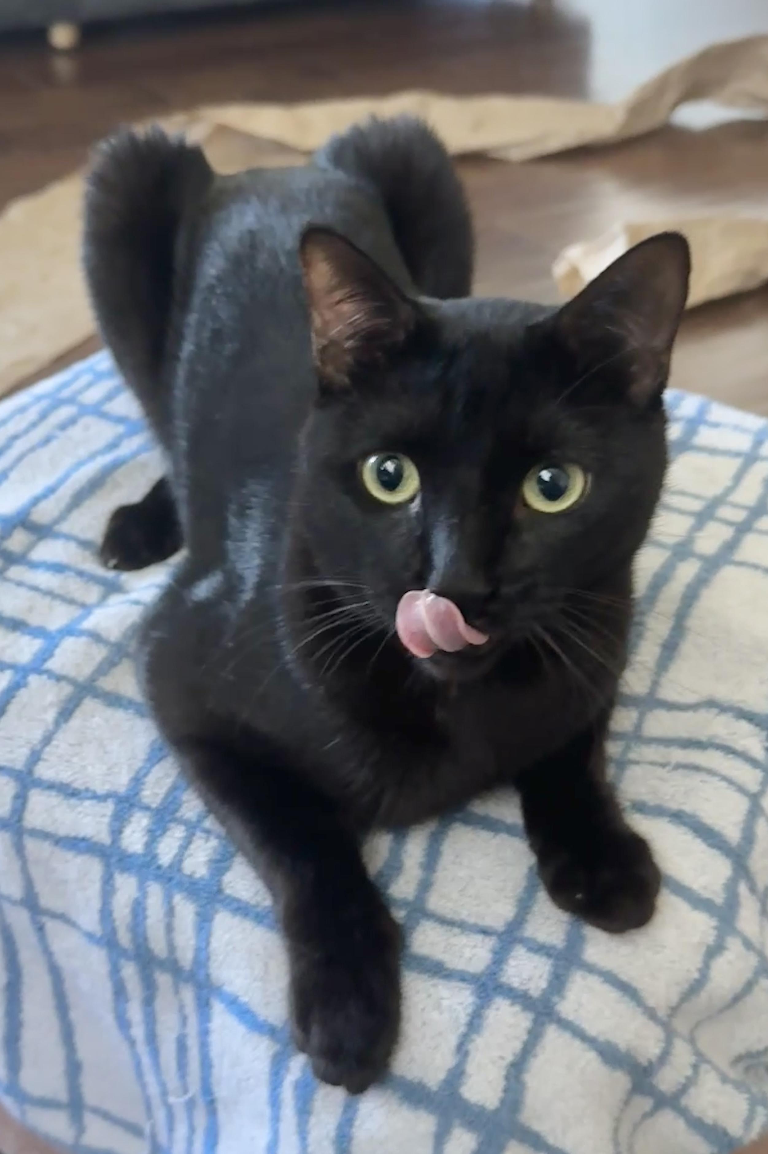Hops (Hugs, hops, & hip-hop), ADOPTABLE, Young Male Bombay & Domestic Short Hair.