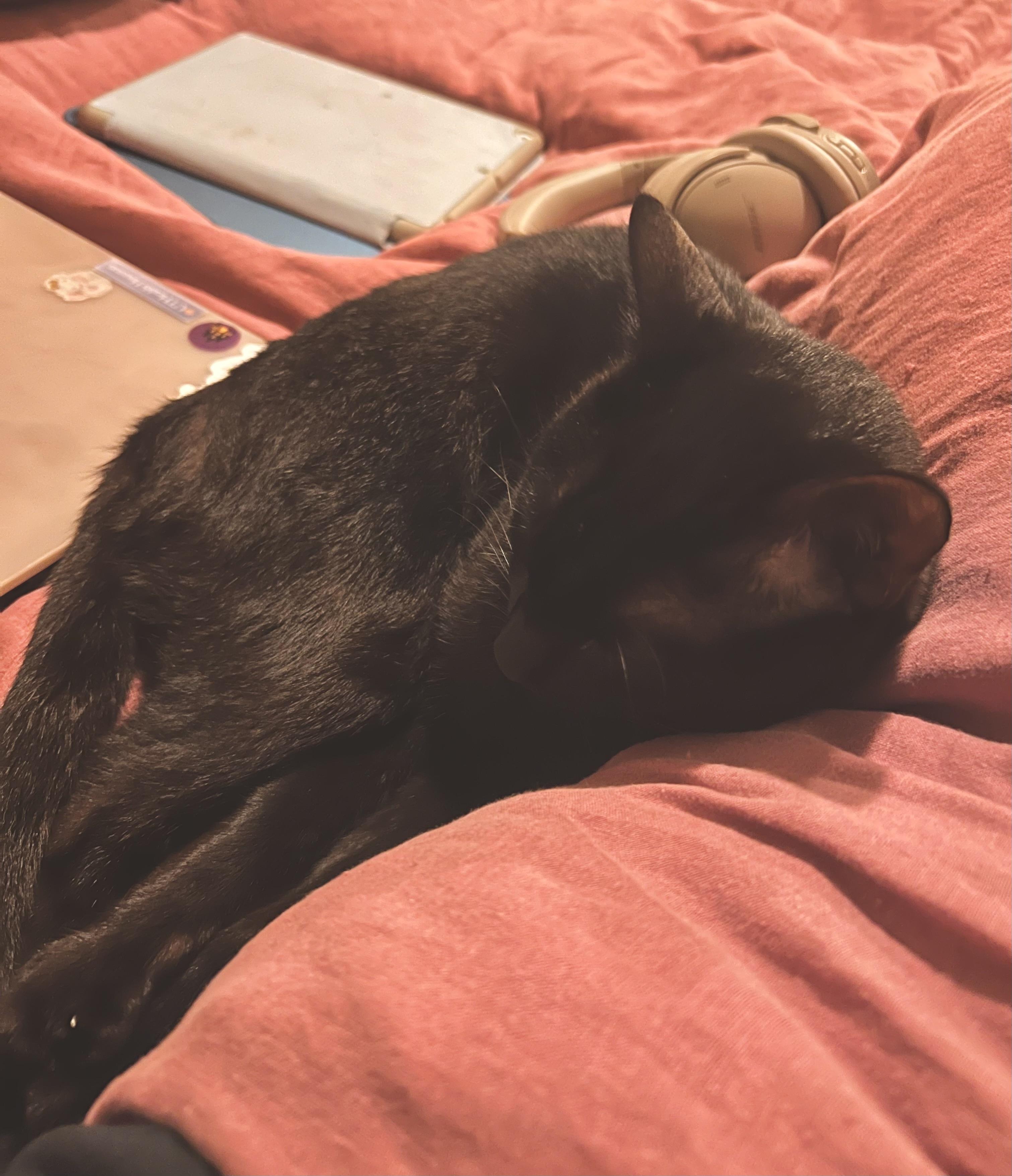 Hops (Hugs, hops, & hip-hop), ADOPTABLE, Young Male Bombay & Domestic Short Hair.