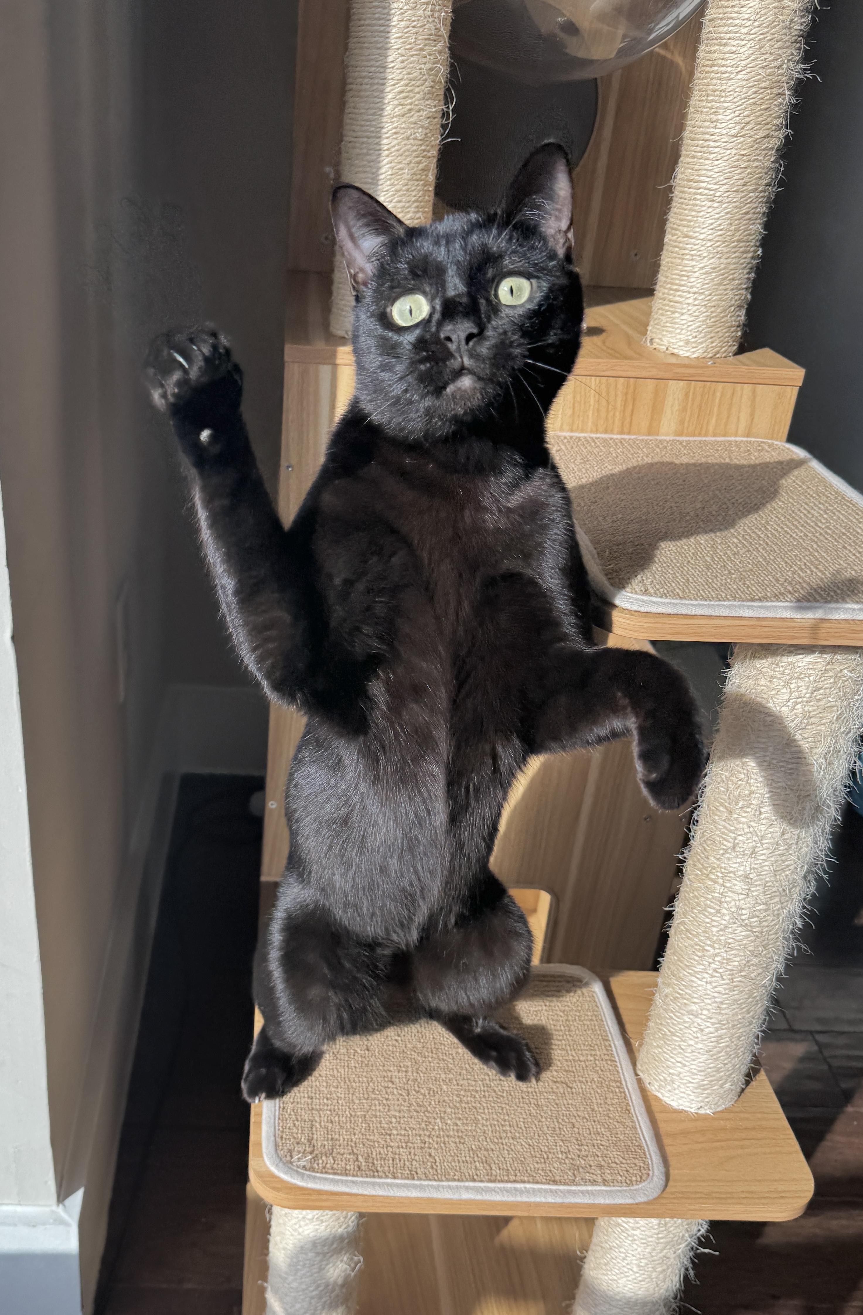 Enlarge Hops (Hugs, hops, & hip-hop), a ADOPTABLE mixed breed in Houston, TX image 4/6