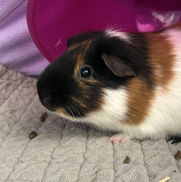 Oregano, Adoptable, Adult Male Guinea Pig.