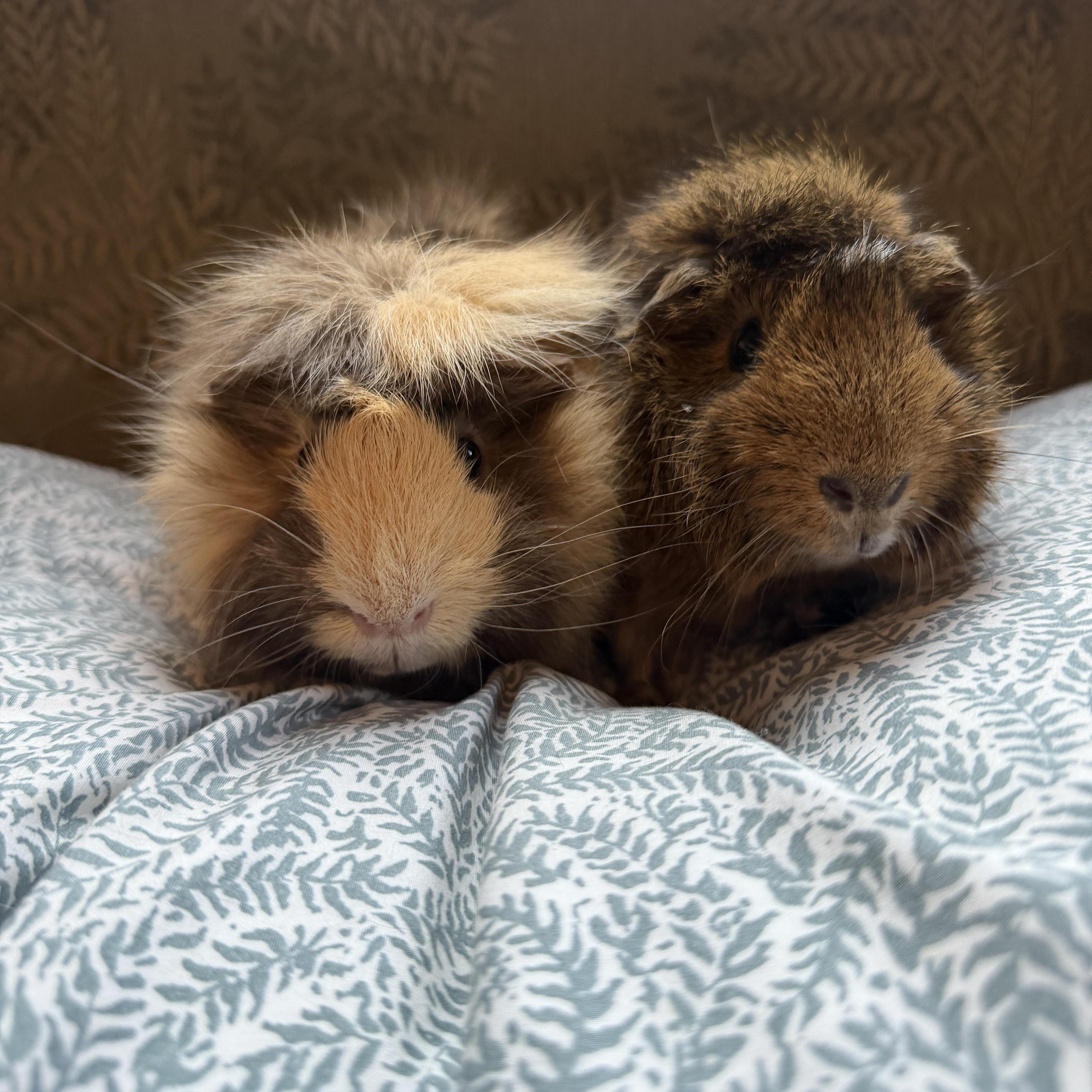 Dio & Jojo, Adoptable, Adult Male Abyssinian.