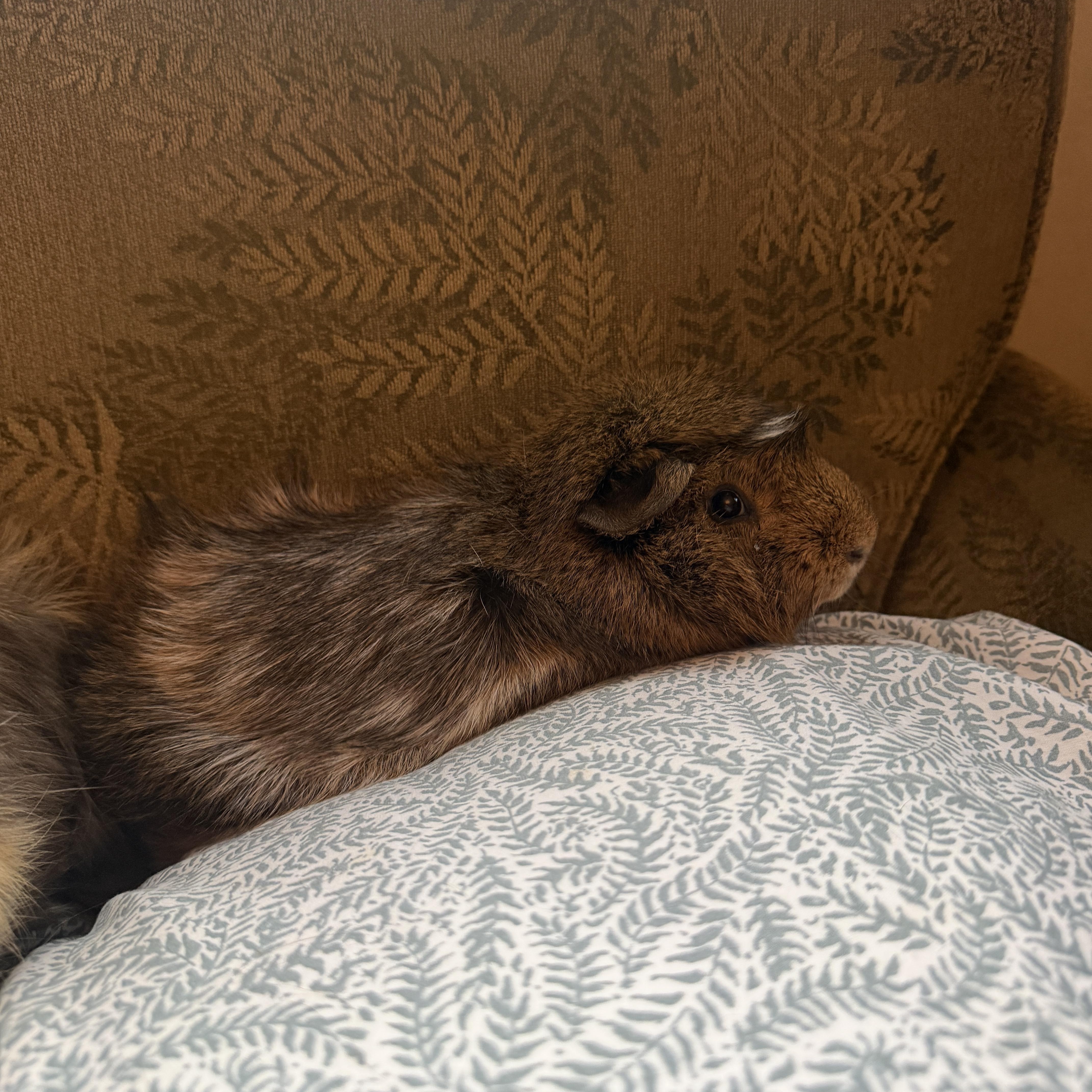 Enlarge Dio & Jojo, a Adoptable Abyssinian in Minneapolis, MN image 3/5