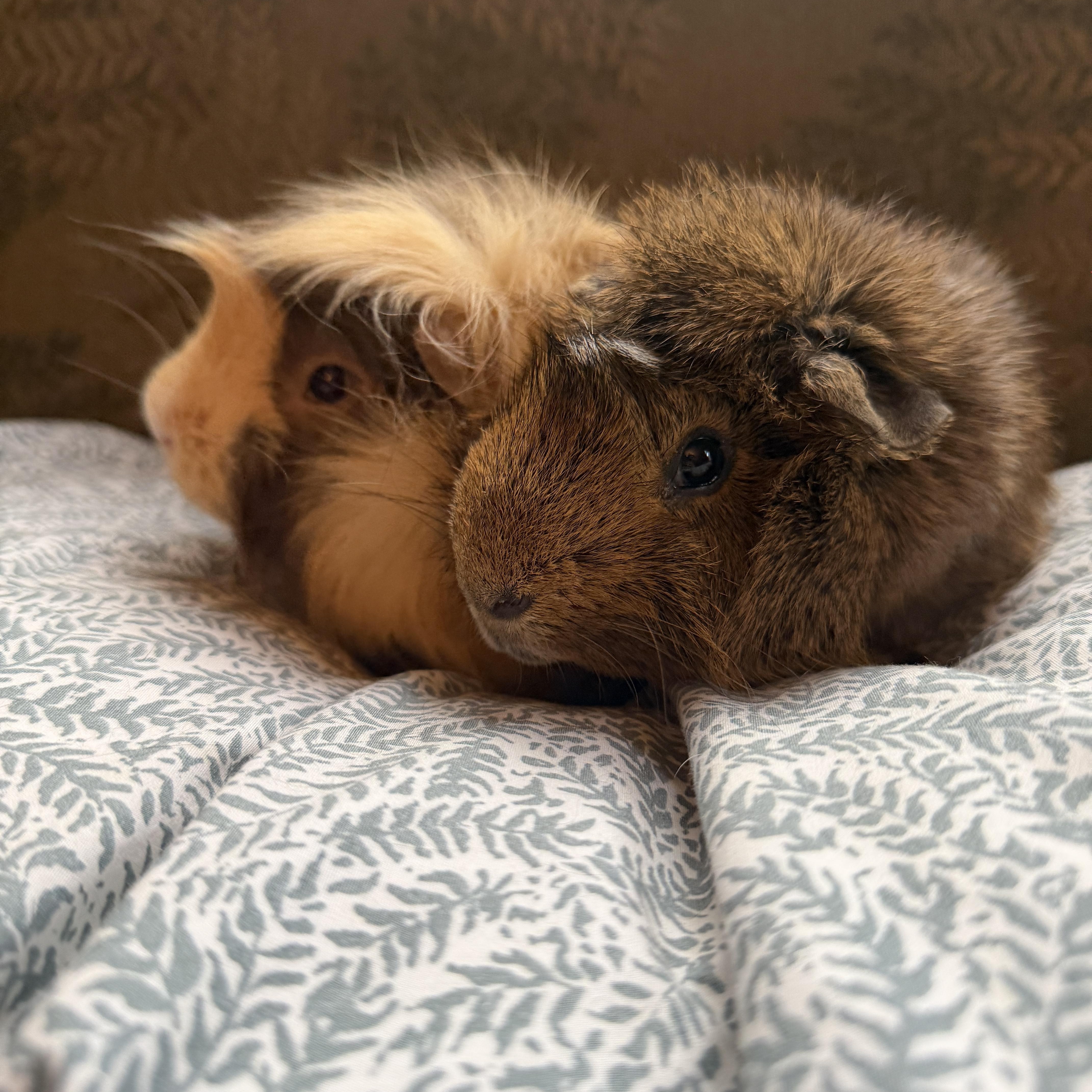 Enlarge Dio & Jojo, a Adoptable Abyssinian in Minneapolis, MN image 2/5