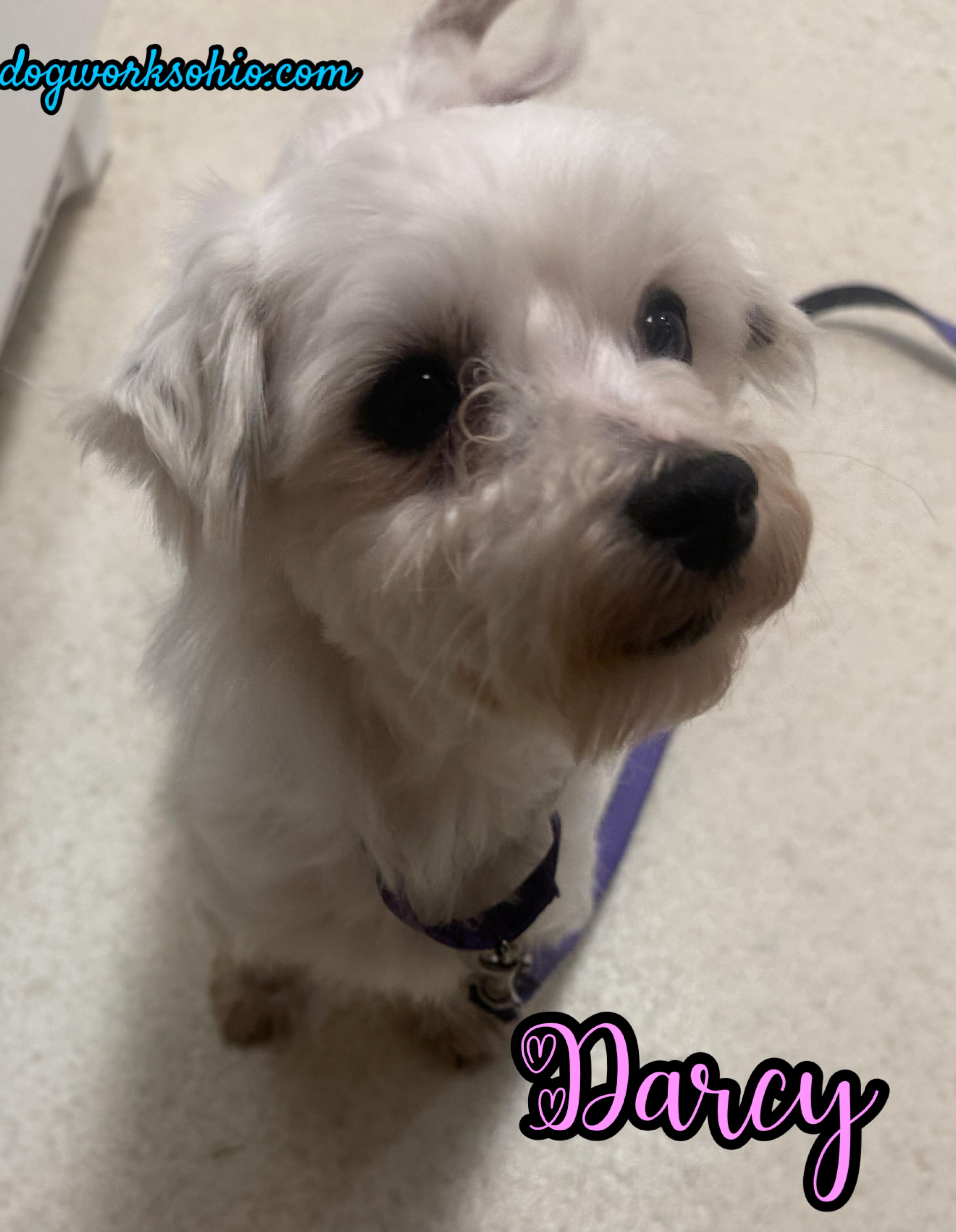 Darcy, Adoptable, Adult Female Maltese.