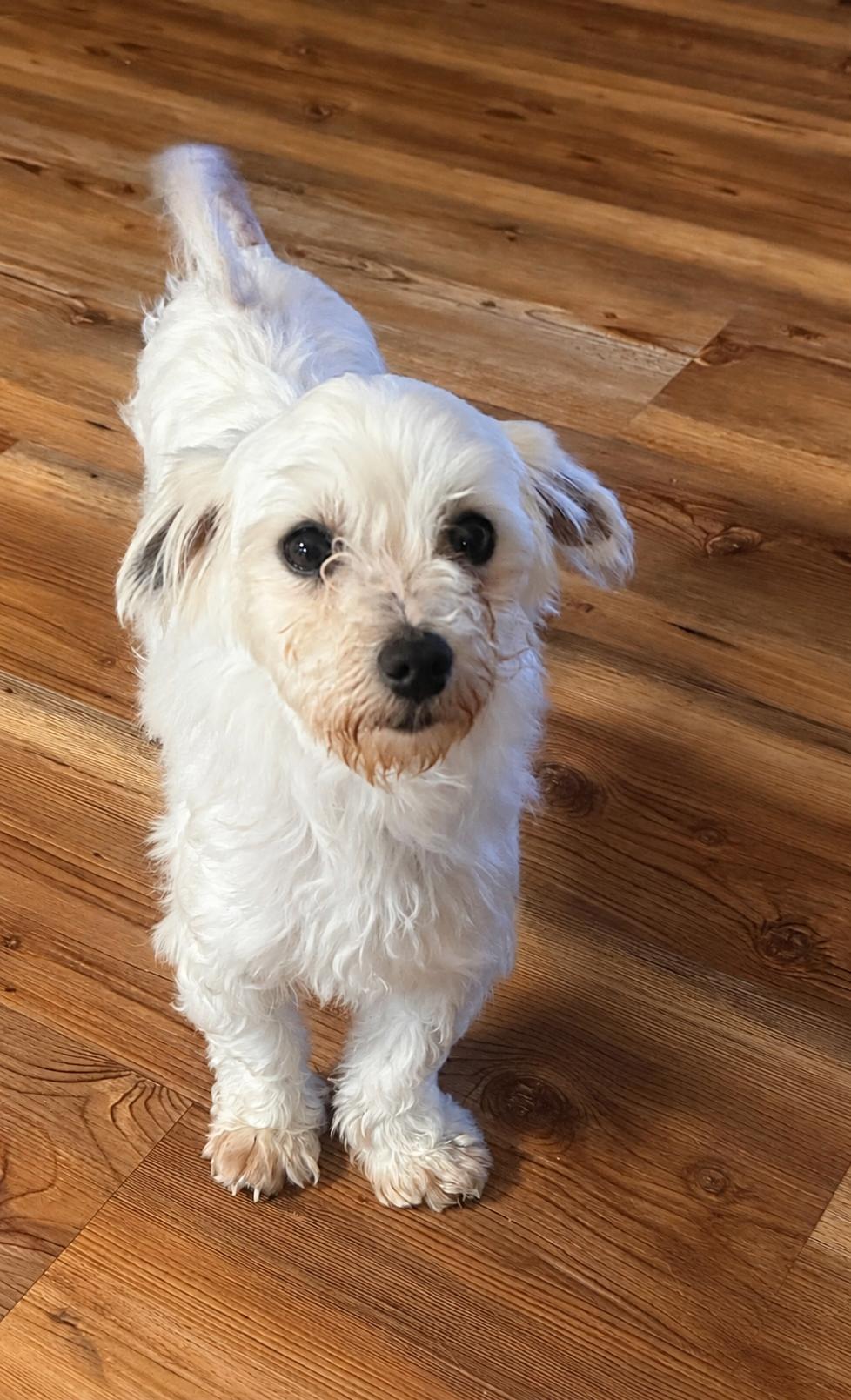 Darcy, a Adoptable Maltese in Toledo, OH image 2/2