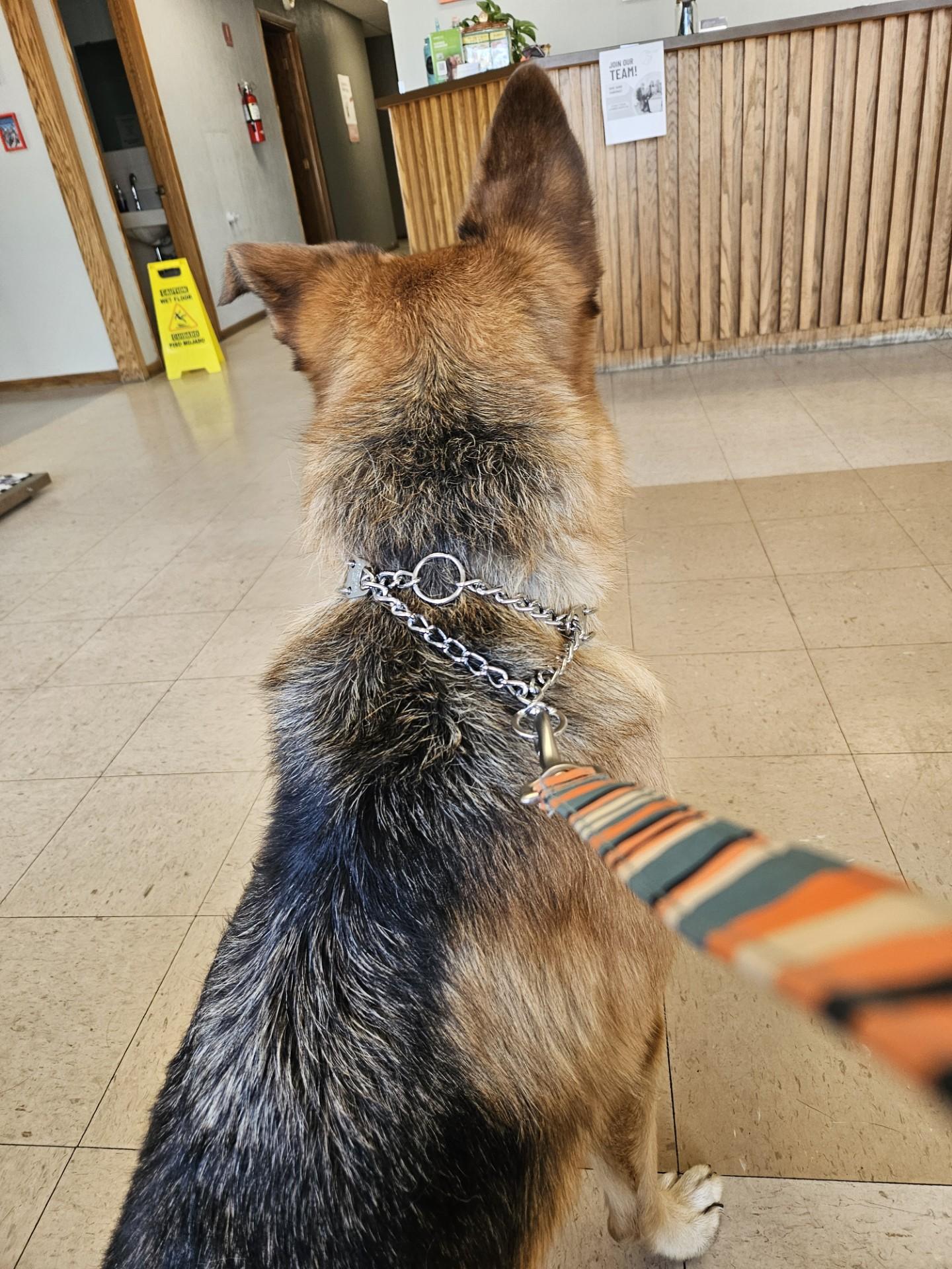 Enlarge Layla-I26042, a Adoptable German Shepherd Dog in Anoka, MN image 5/5