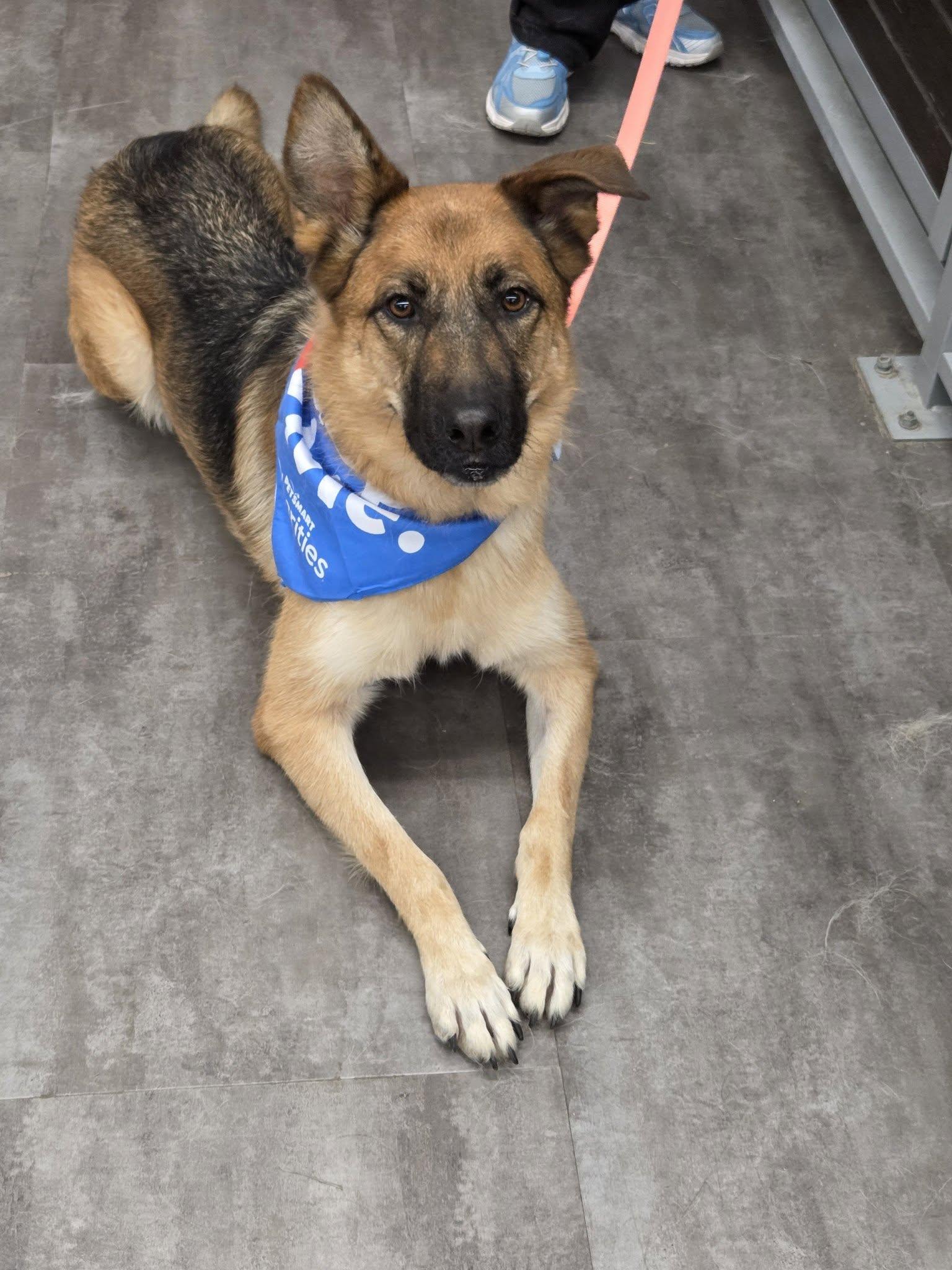 Enlarge Layla-I26042, a Adoptable German Shepherd Dog in Anoka, MN image 3/5