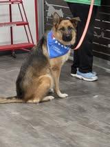 Layla-I26042, Adoptable, Adult Female German Shepherd Dog.