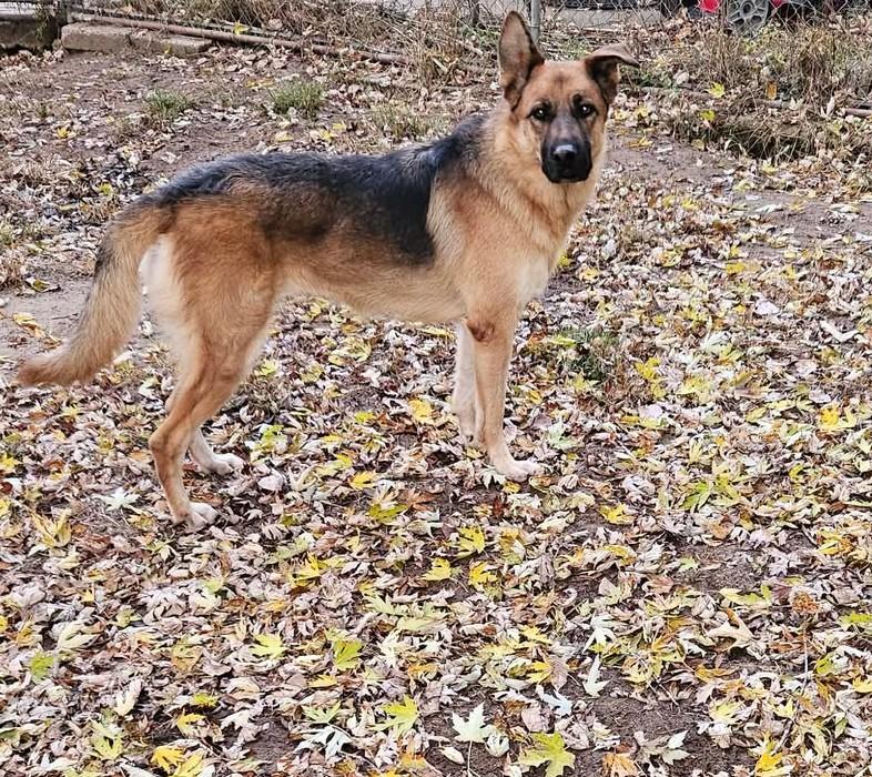 Enlarge Layla-I26042, a Adoptable German Shepherd Dog in Anoka, MN image 2/5