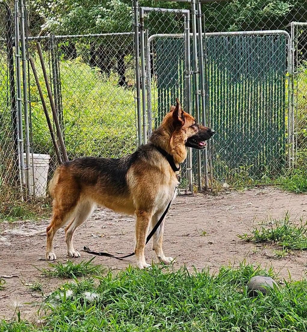 Enlarge Layla-I26042, a Adoptable German Shepherd Dog in Anoka, MN image 4/5