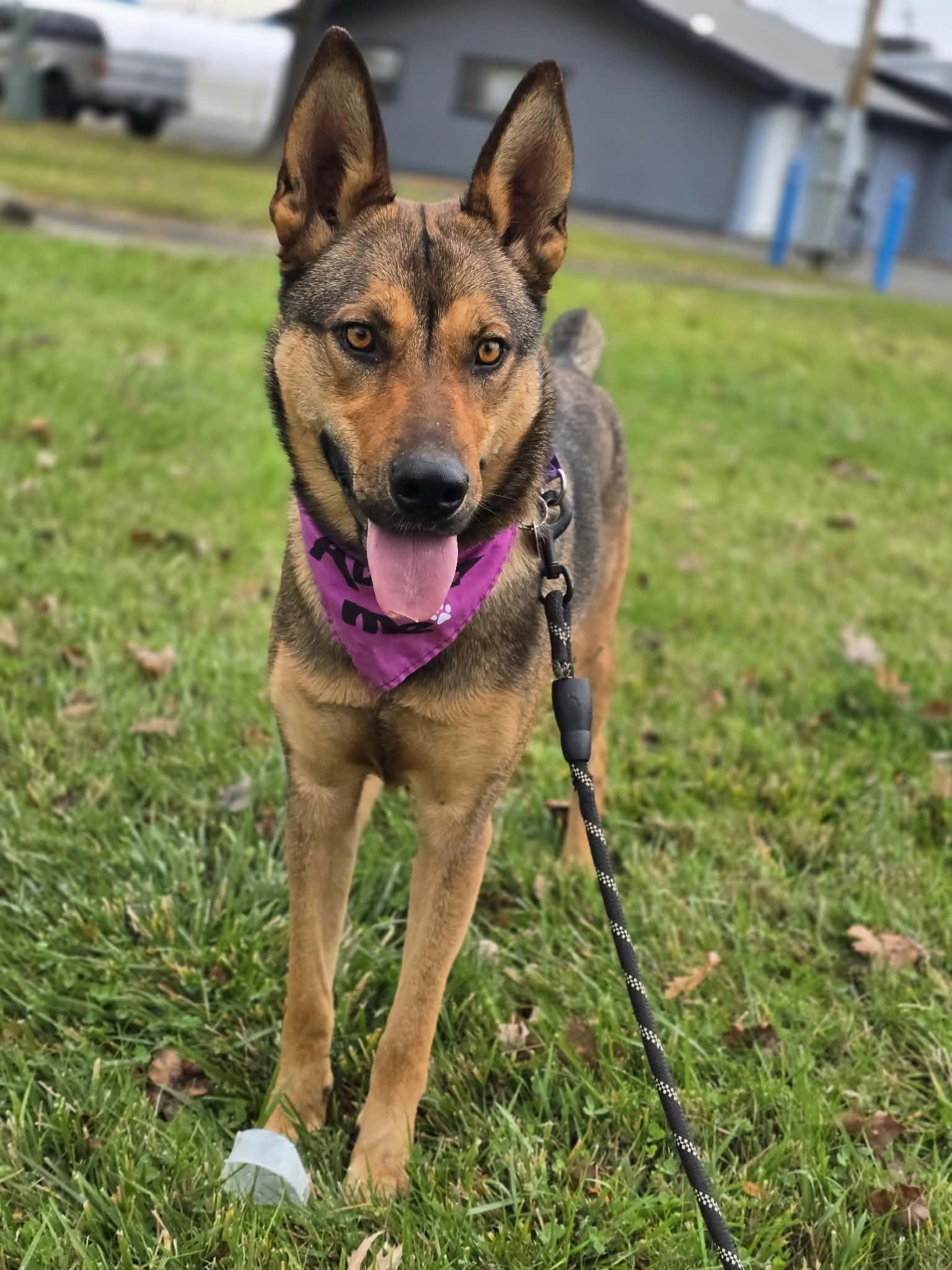 Enlarge Pirelli, a Adopted mixed breed in Grants Pass, OR image 3/5