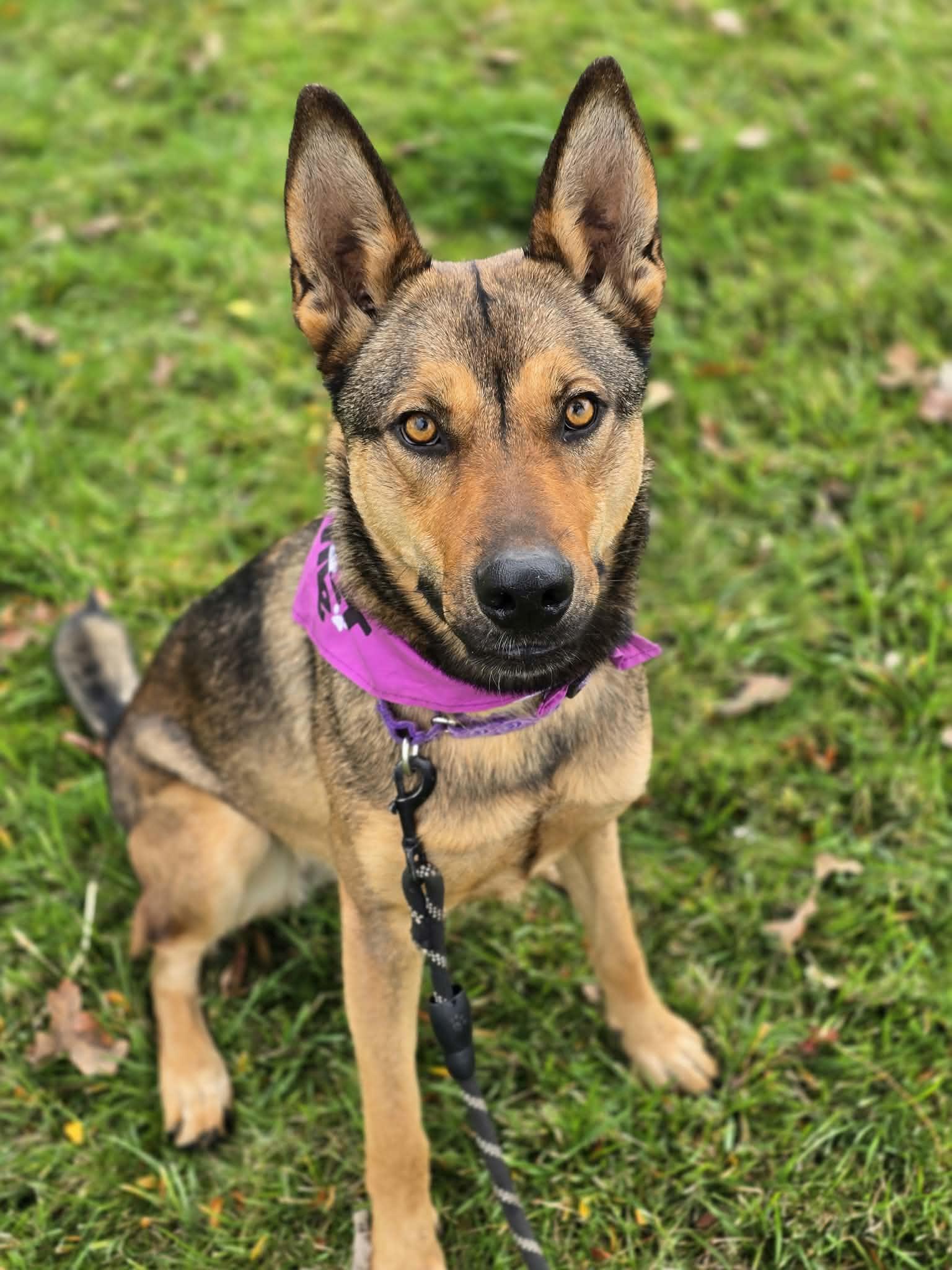 Pirelli, Adopted, Adult Female German Shepherd Dog & Australian Cattle Dog / Blue Heeler.
