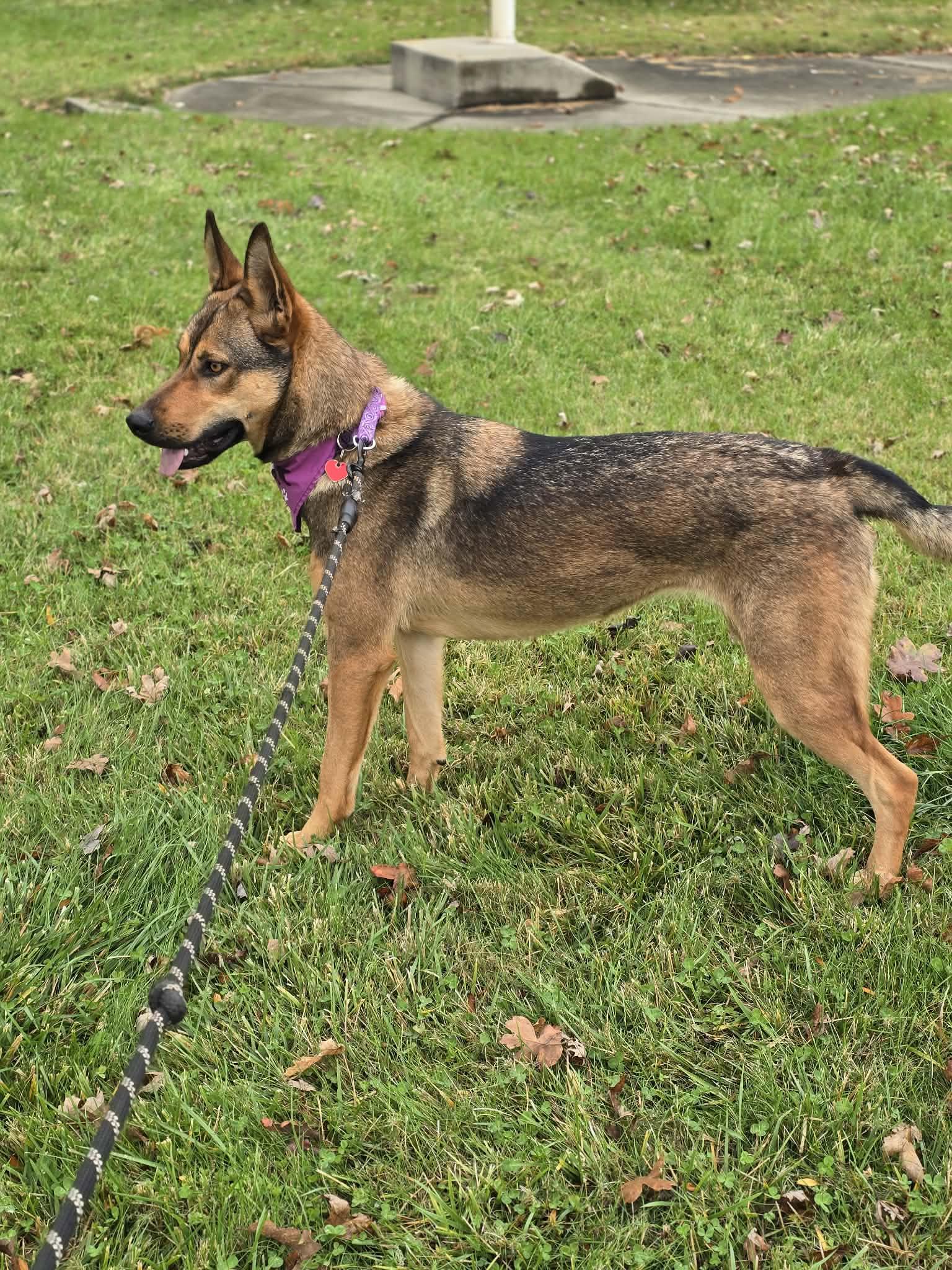 Enlarge Pirelli, a Adopted mixed breed in Grants Pass, OR image 4/5