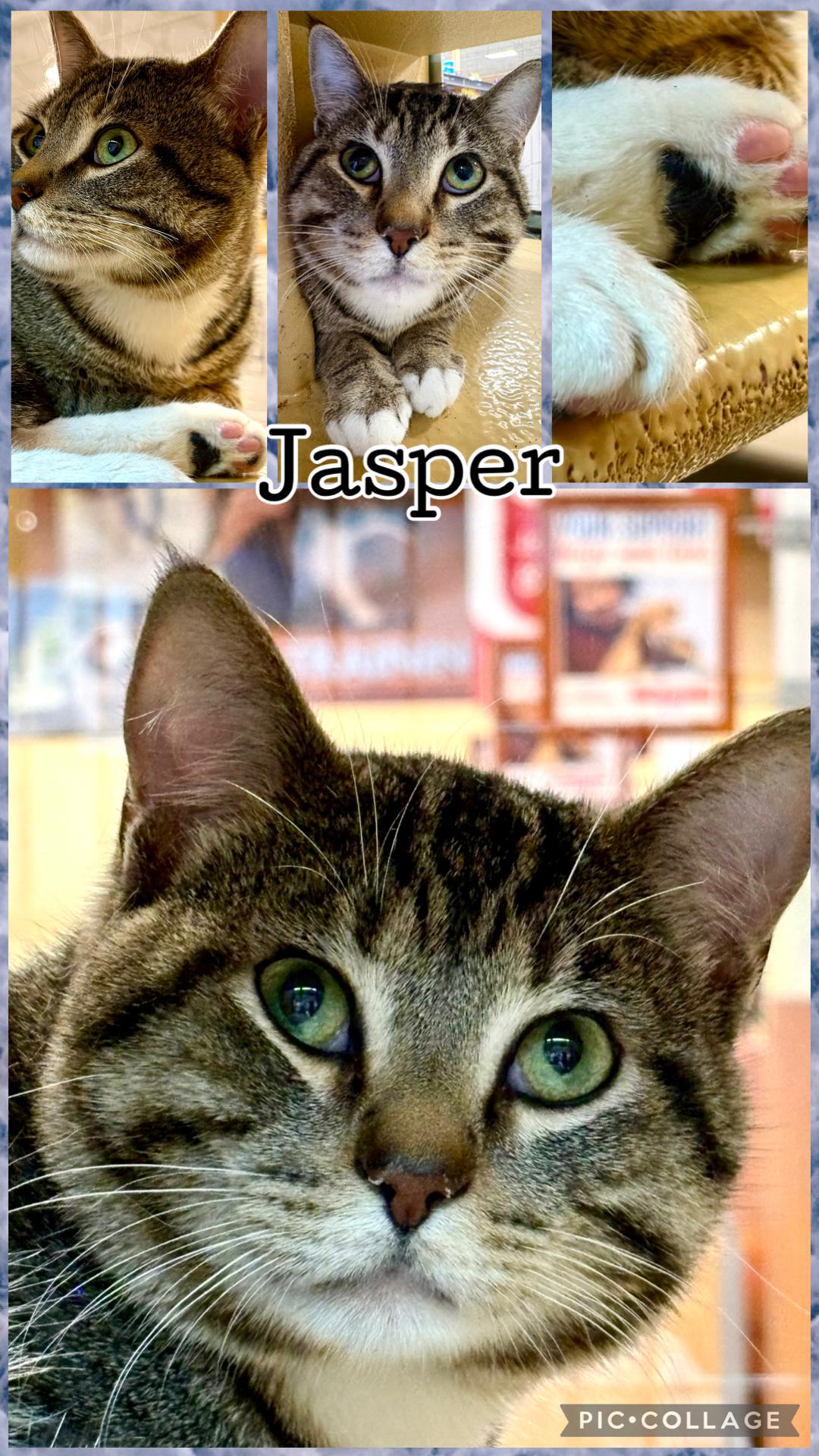 Enlarge JASPER , an adopted Tabby in Lawton, OK image 1/1