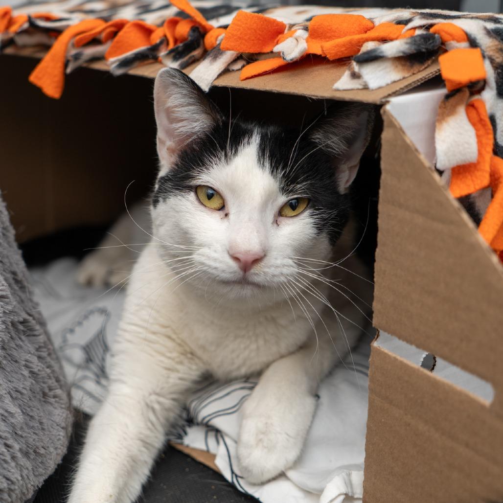 Enlarge Matrix, a Adoptable Domestic Short Hair in New York, NY image 1/1