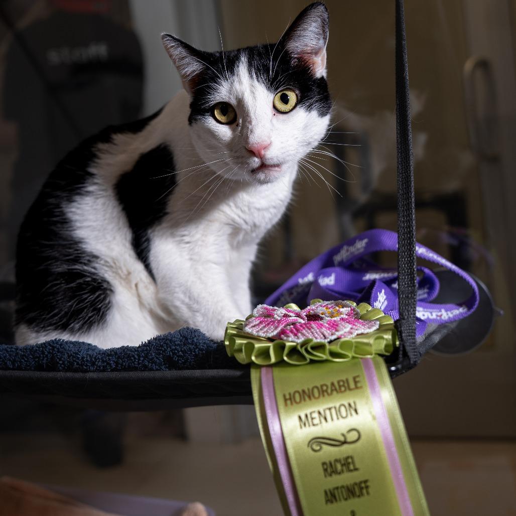 Enlarge Matrix, a Adoptable Domestic Short Hair in New York, NY image 2/2