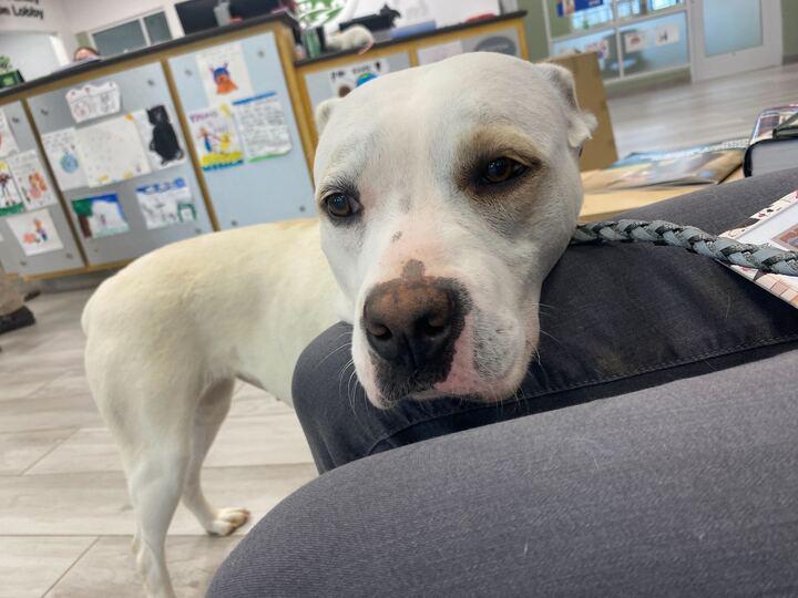 Enlarge Enderlin, a ADOPTABLE mixed breed in Maidens, VA image 2/3