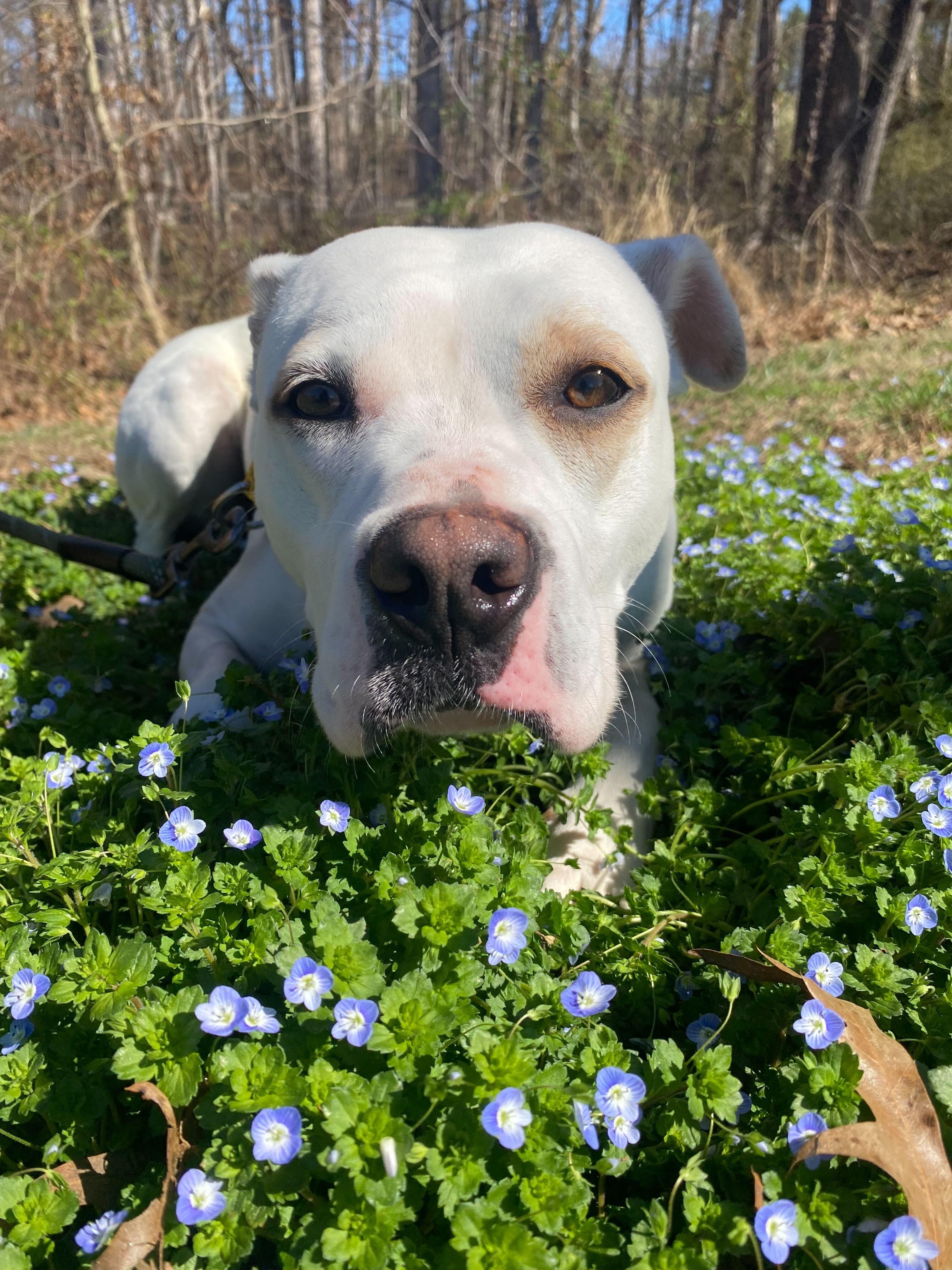 Enlarge Enderlin, a ADOPTABLE mixed breed in Maidens, VA image 3/6