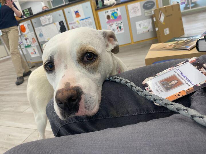 Enderlin, ADOPTABLE, Adult Female American Bulldog.