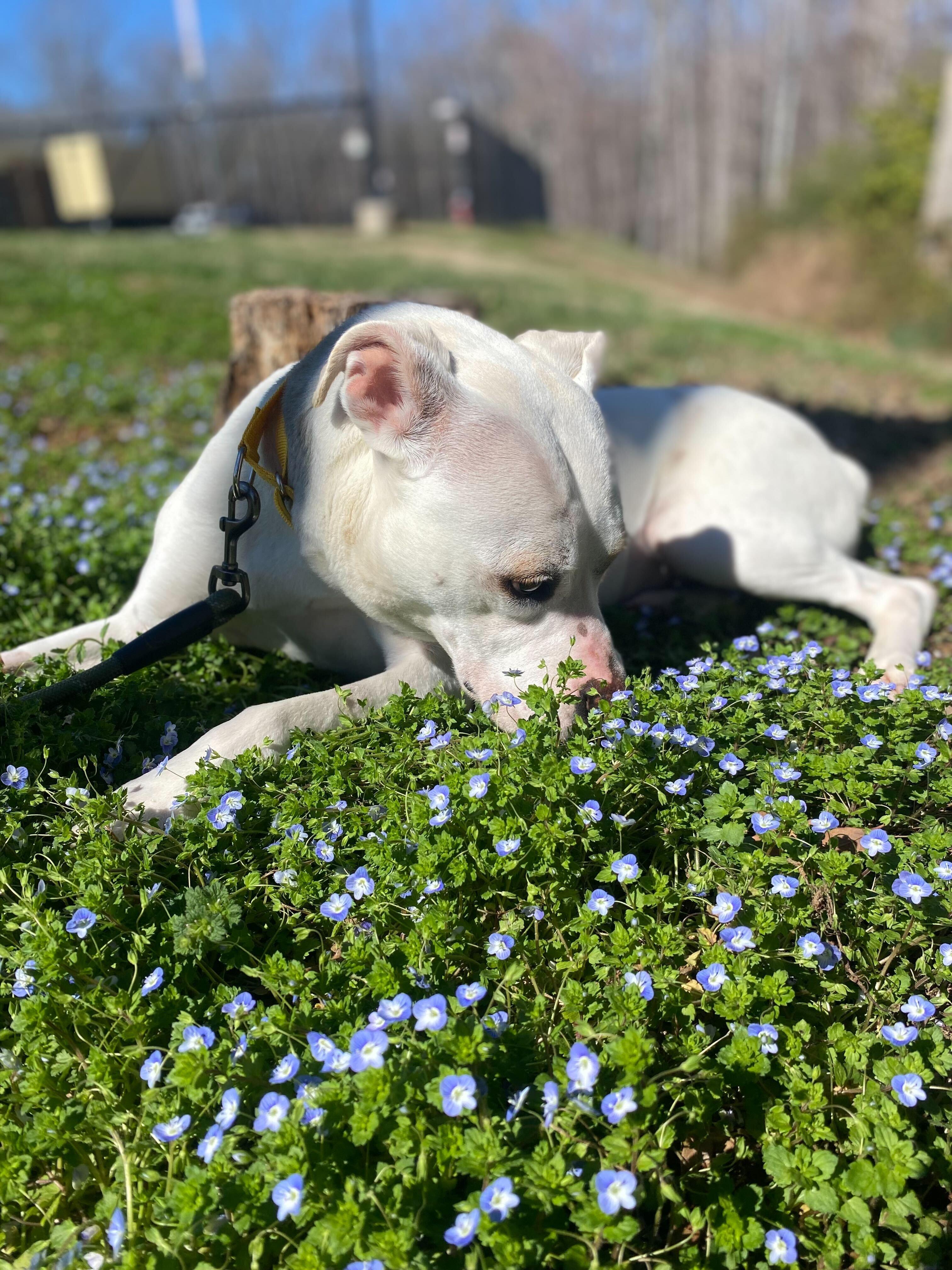 Enlarge Enderlin, a ADOPTABLE mixed breed in Maidens, VA image 4/6