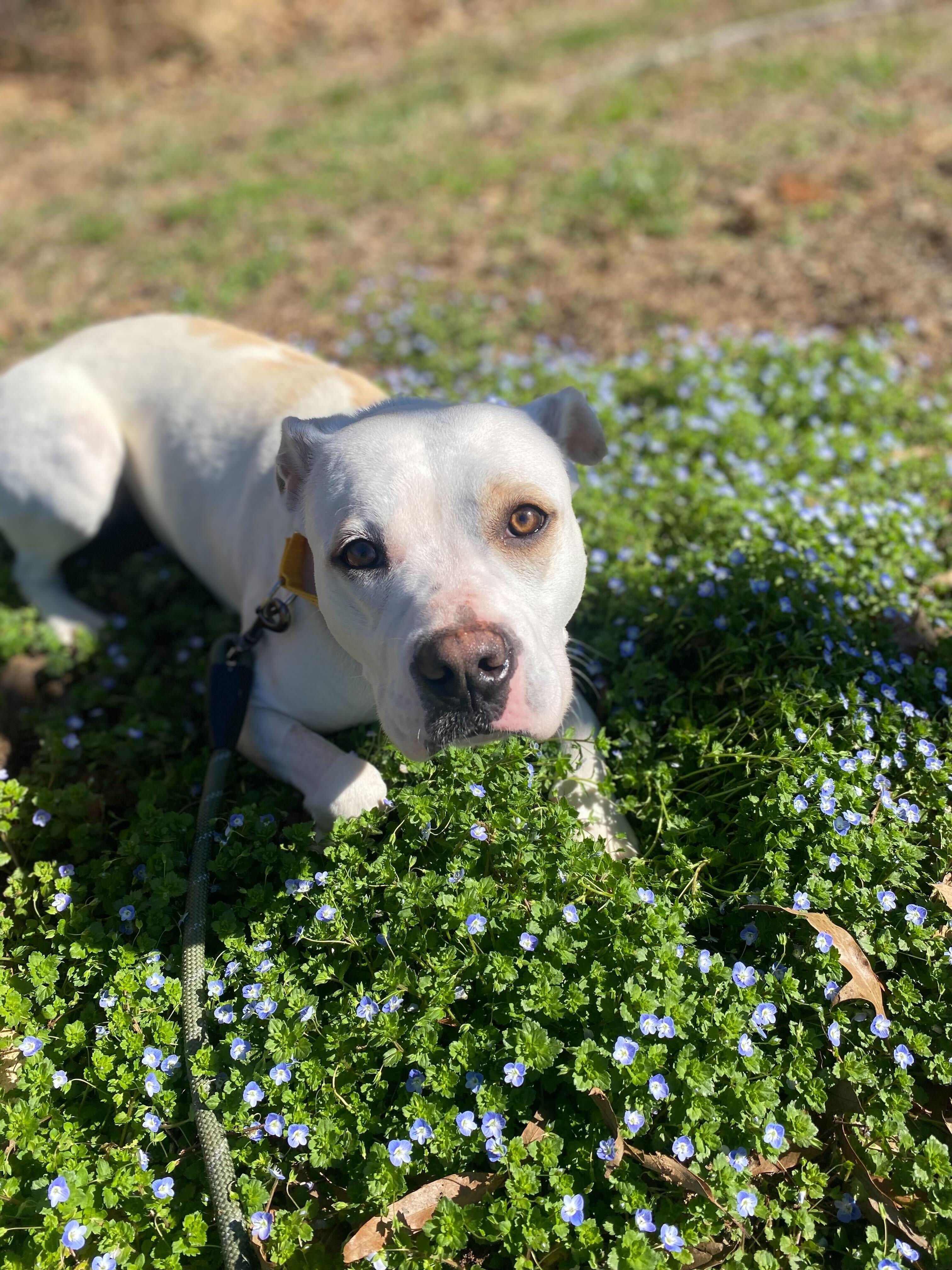 Enlarge Enderlin, a ADOPTABLE mixed breed in Maidens, VA image 2/6