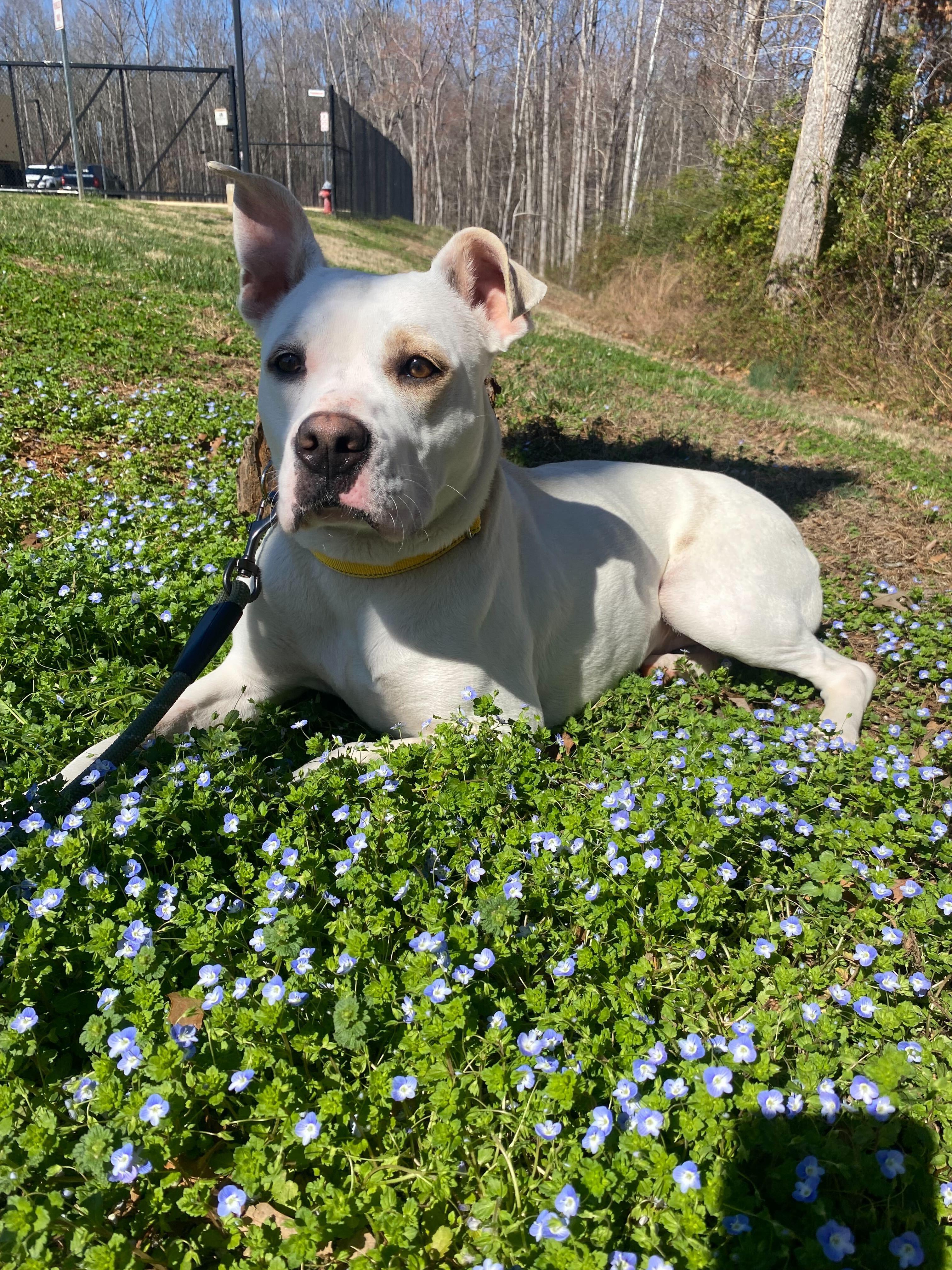 Enlarge Enderlin, a ADOPTABLE mixed breed in Maidens, VA image 1/6