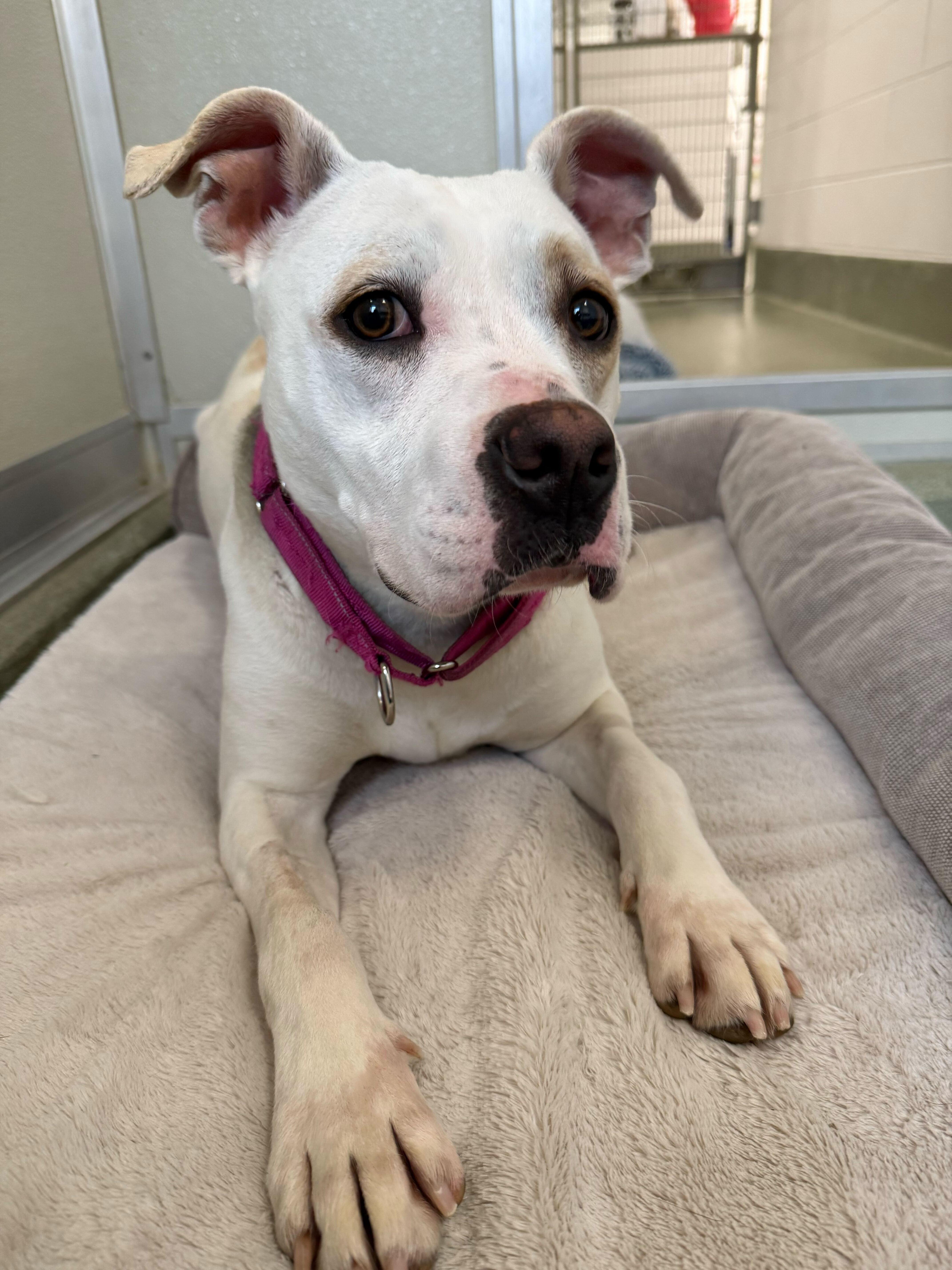 Enlarge Enderlin, a ADOPTABLE mixed breed in Maidens, VA image 5/6