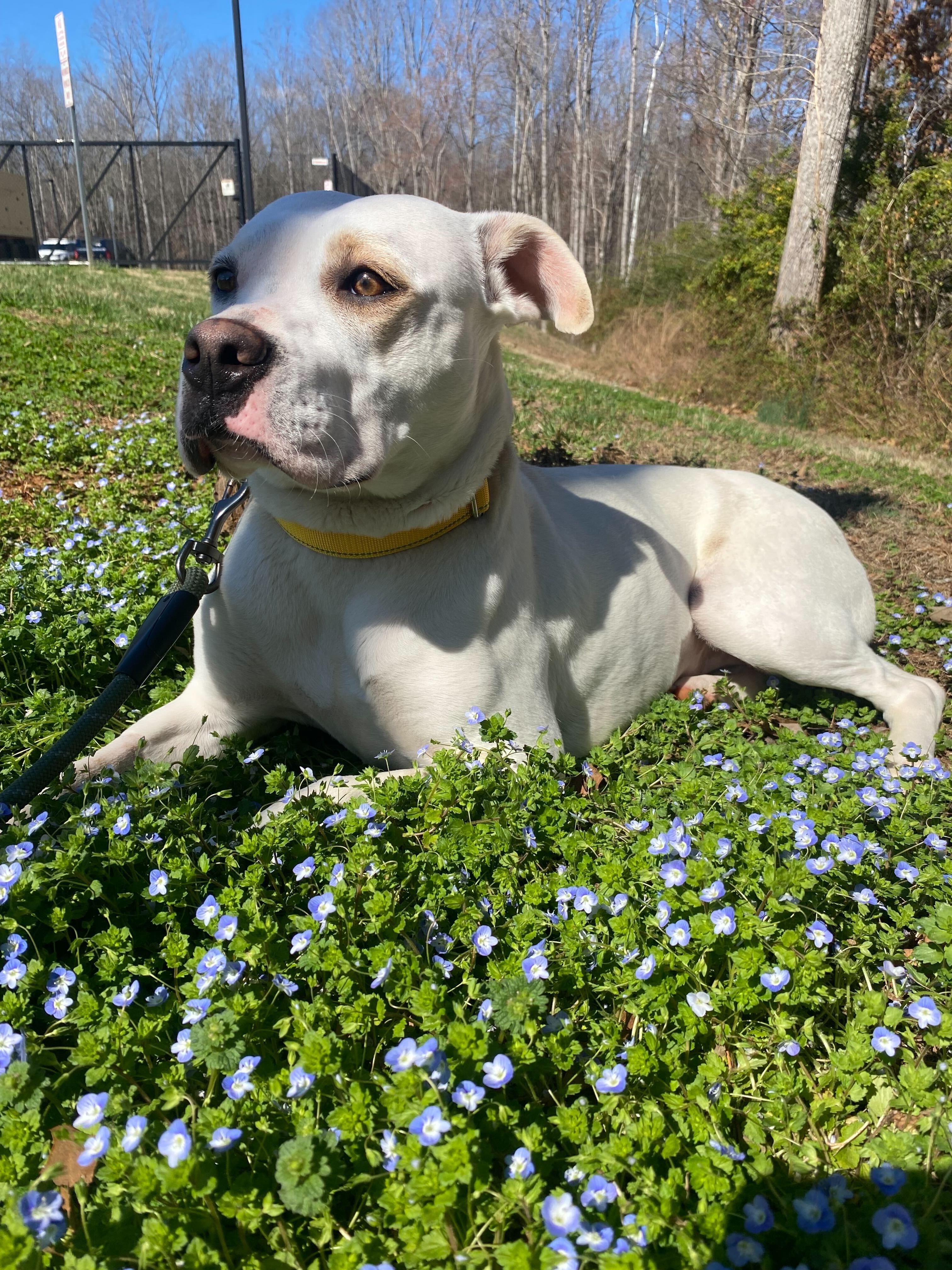 Enlarge Enderlin, a ADOPTABLE mixed breed in Maidens, VA image 6/6