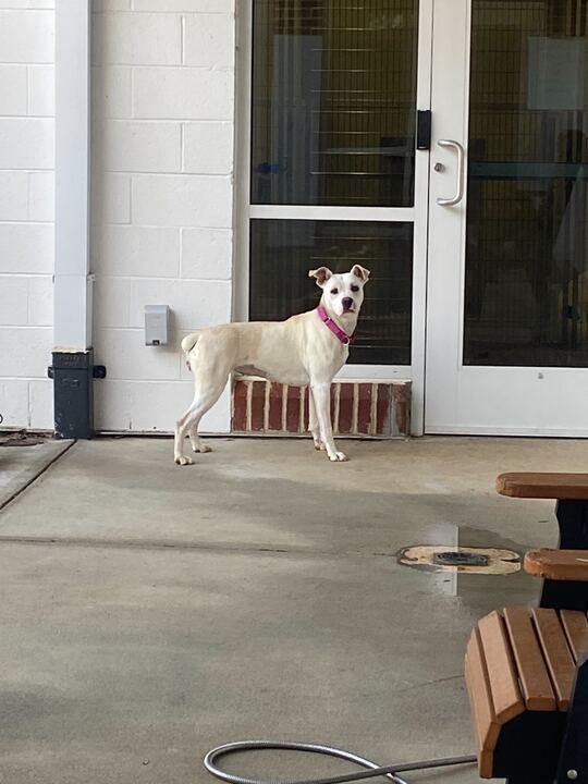 Enlarge Enderlin, a ADOPTABLE mixed breed in Maidens, VA image 3/3