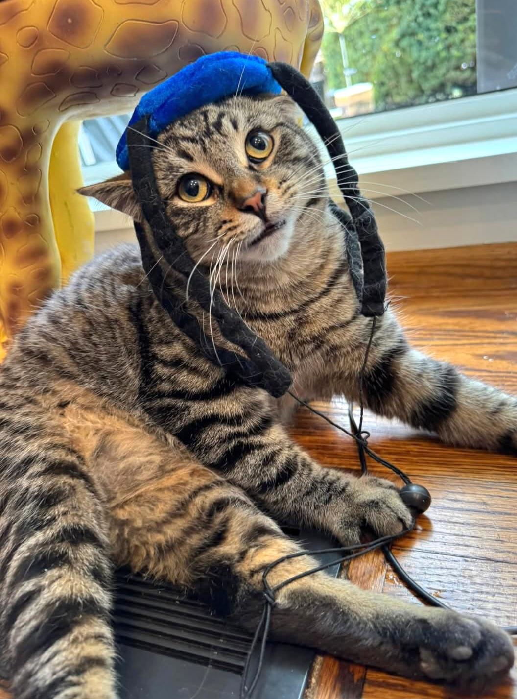 Scooter, Adoptable, Young Male Domestic Short Hair & Tabby.