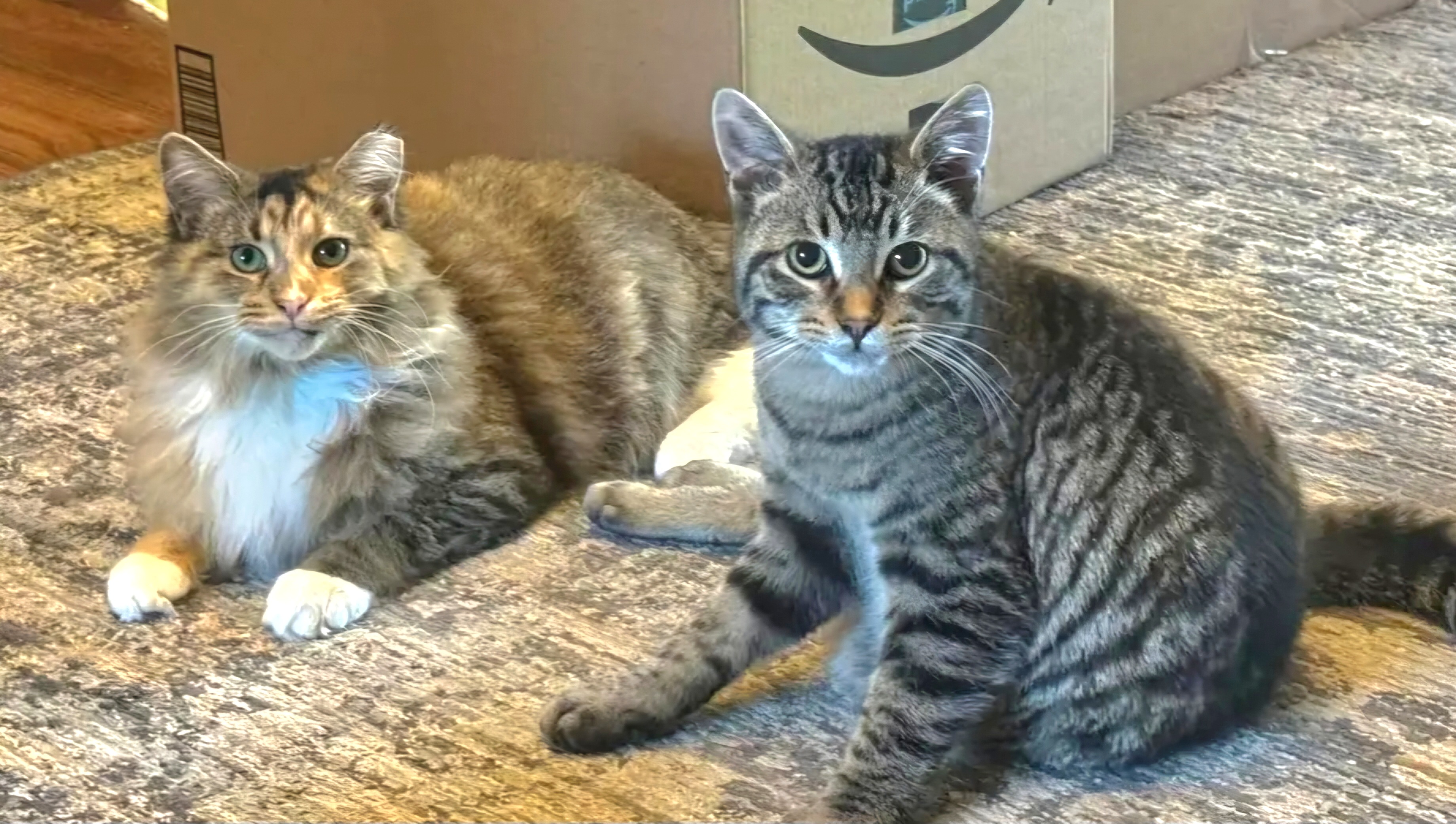 Scooter, a Adoptable mixed breed in Rochester Hills, MI image 3/3