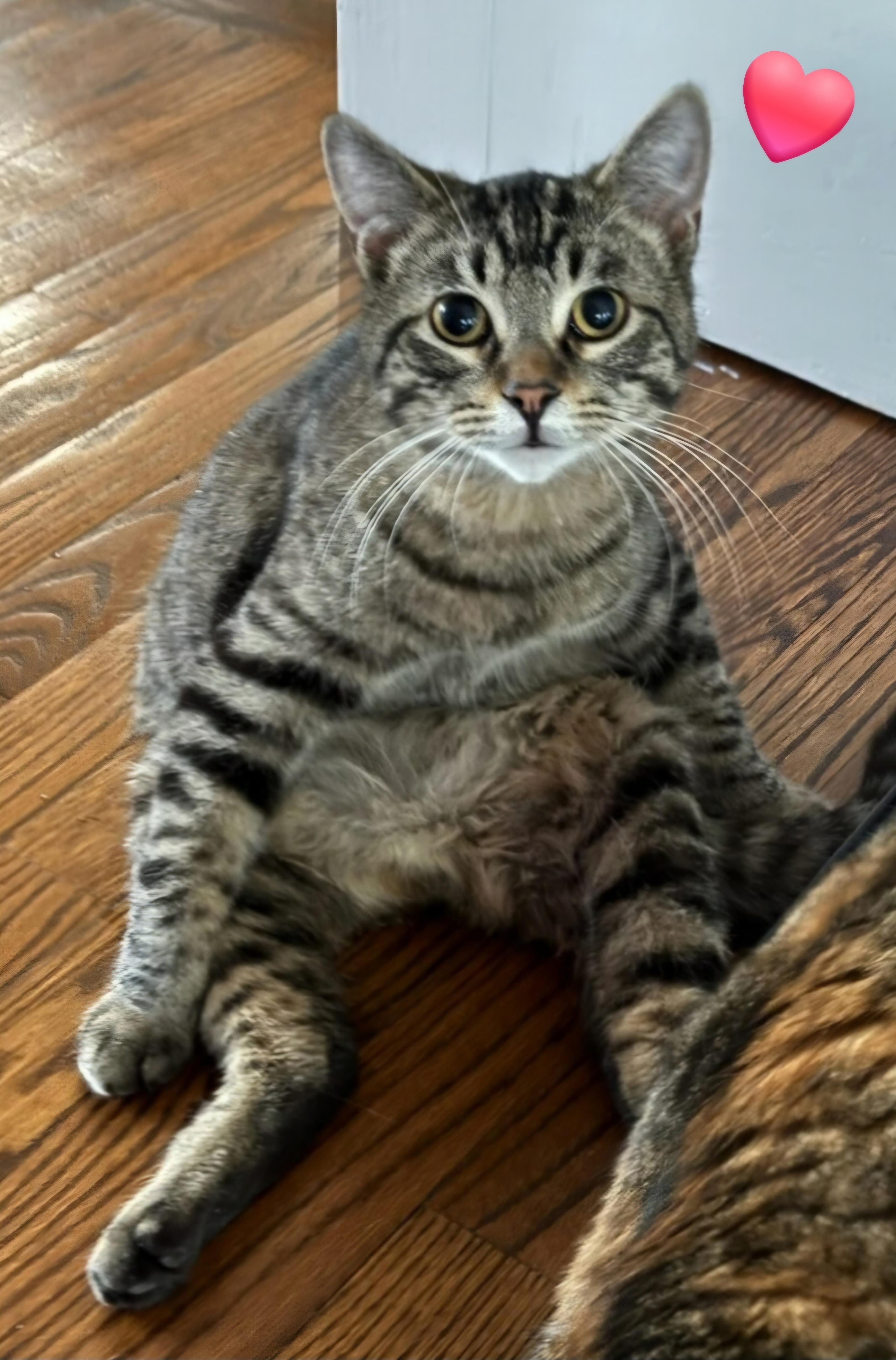 Scooter, a Adoptable mixed breed in Rochester Hills, MI image 2/3