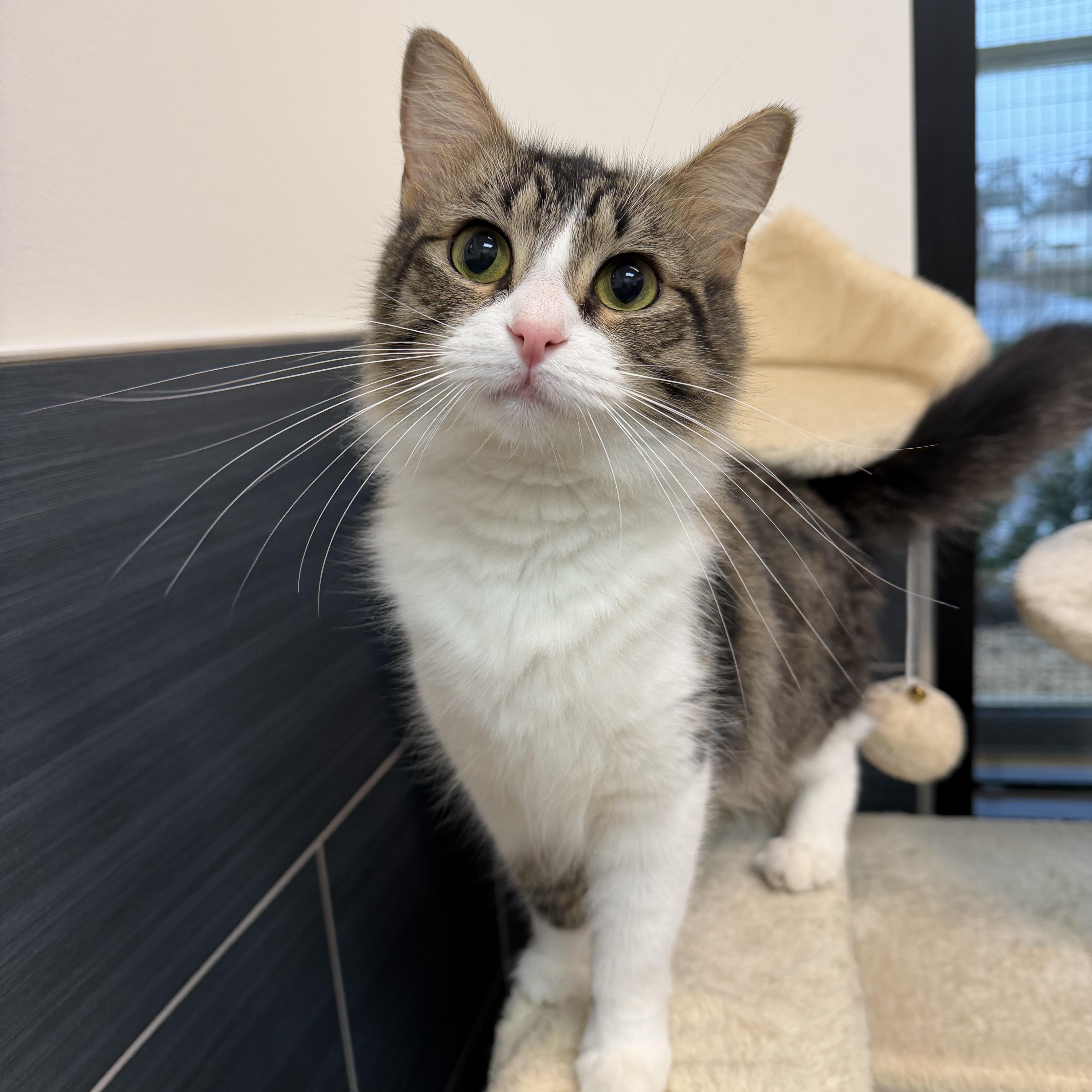 Bunny, adopted, Young Female Domestic Short Hair.