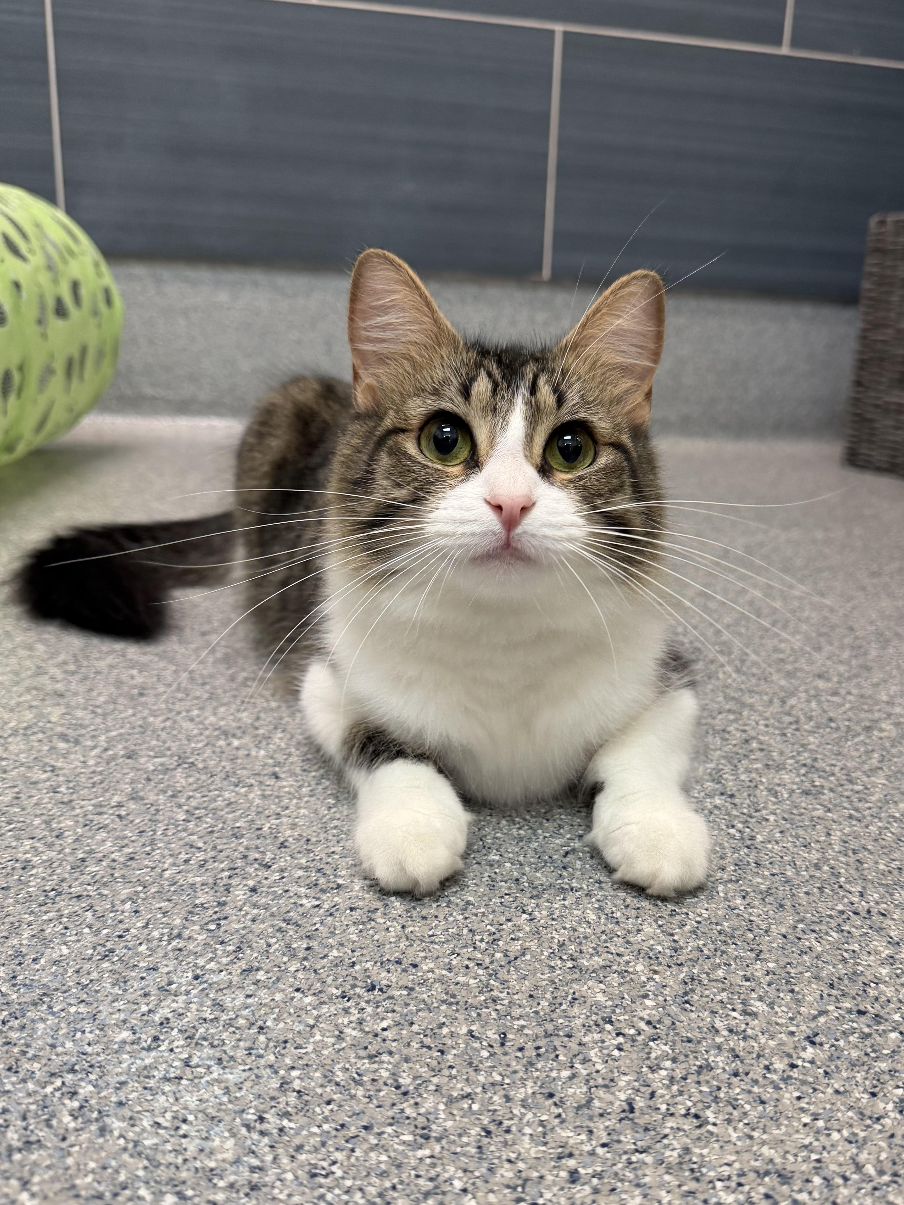 Enlarge Bunny, an adopted mixed breed in Daphne, AL image 4/4