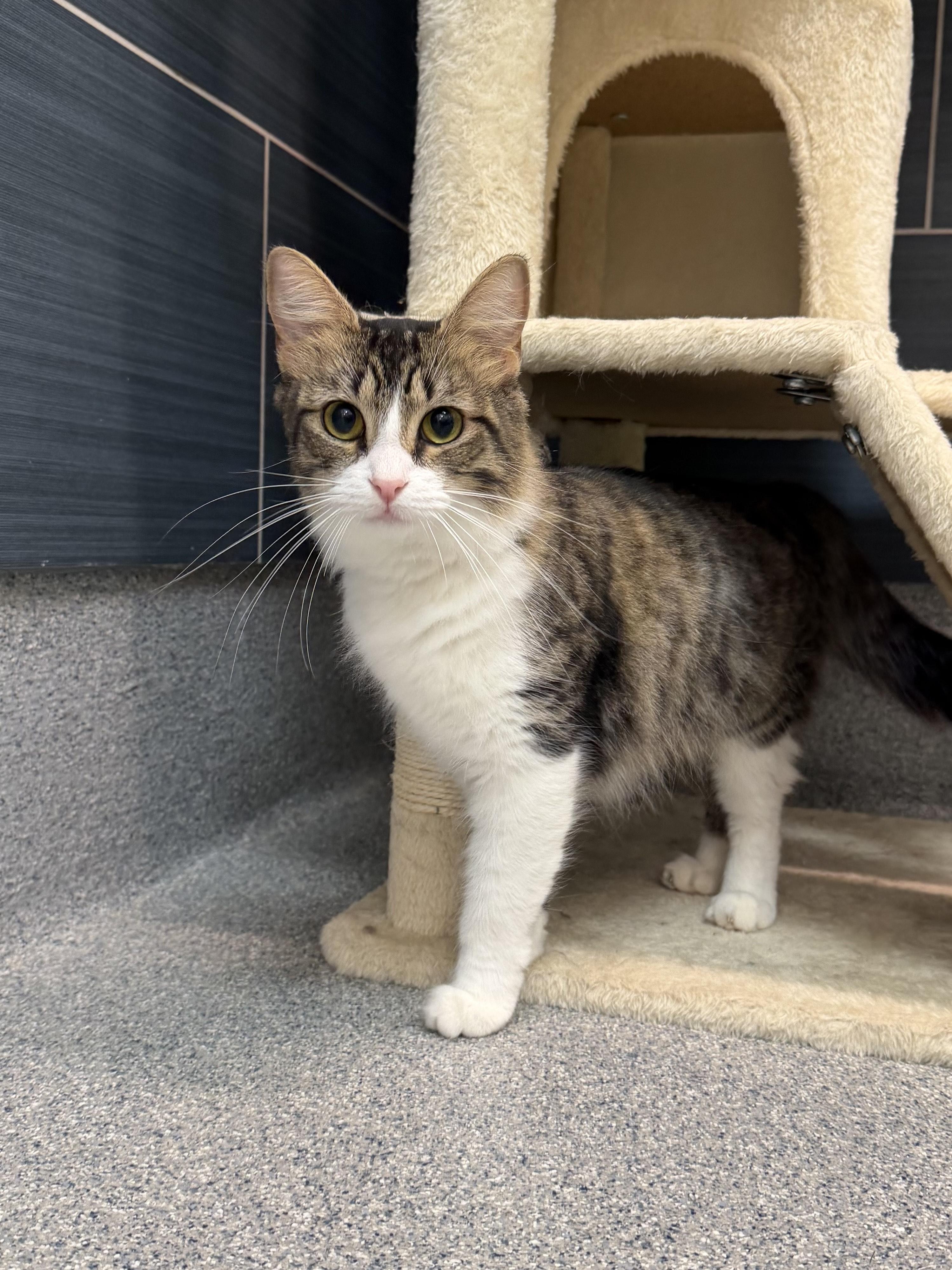 Enlarge Bunny, an adopted mixed breed in Daphne, AL image 3/4