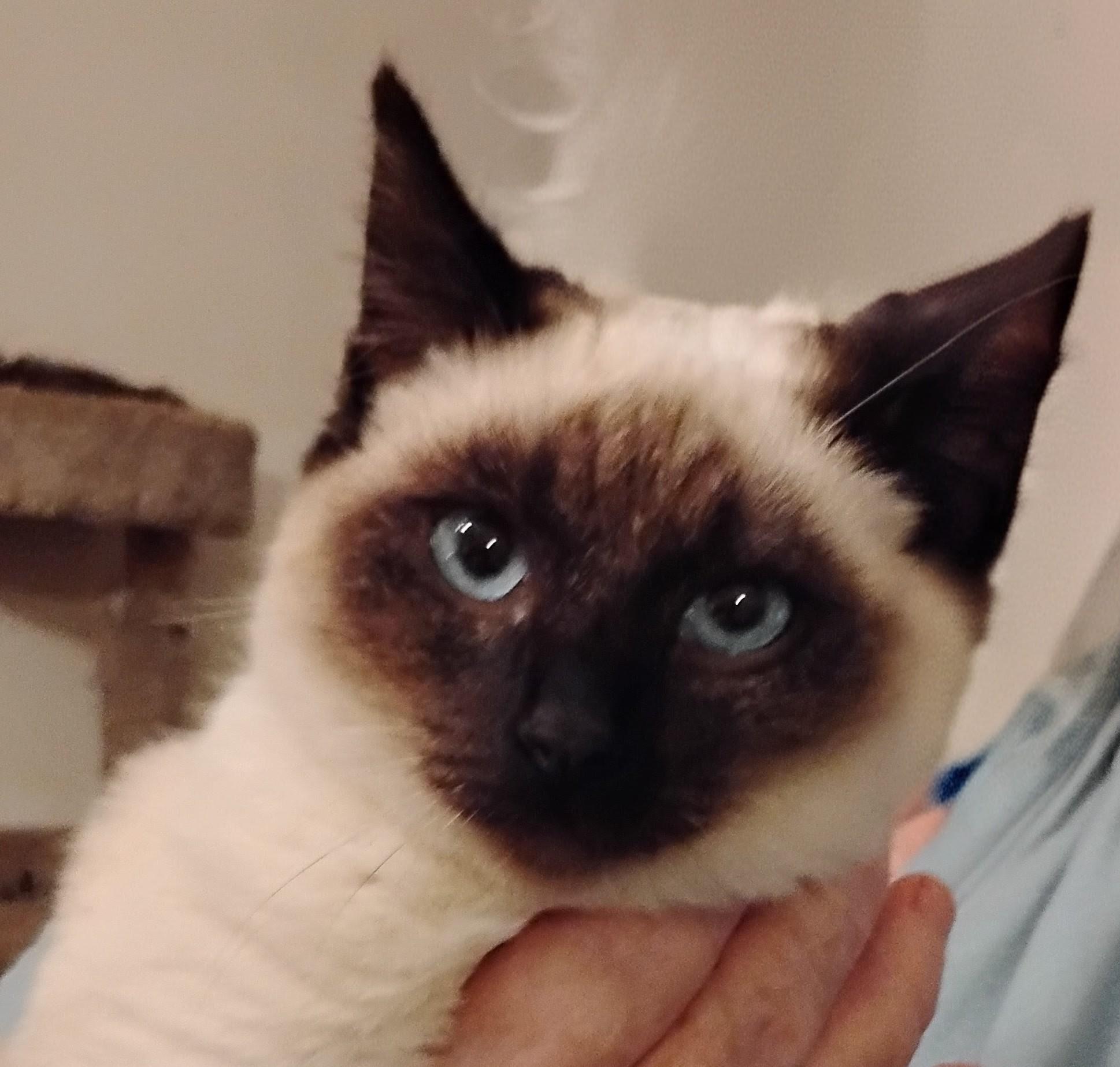 Ghost, ADOPTABLE, Young Female Siamese.