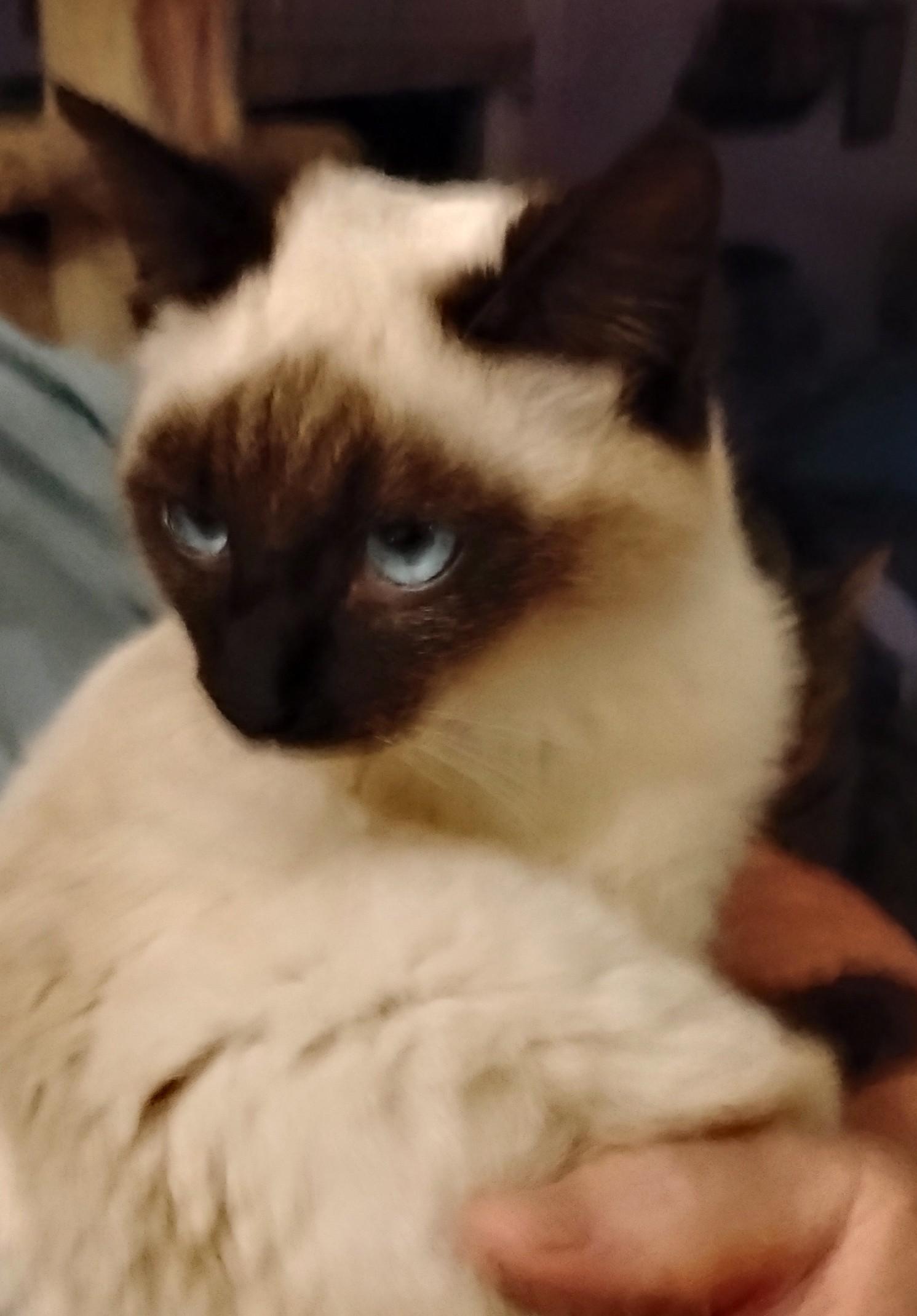 Enlarge Ghost, a ADOPTABLE Siamese in Woodland, CA image 2/4