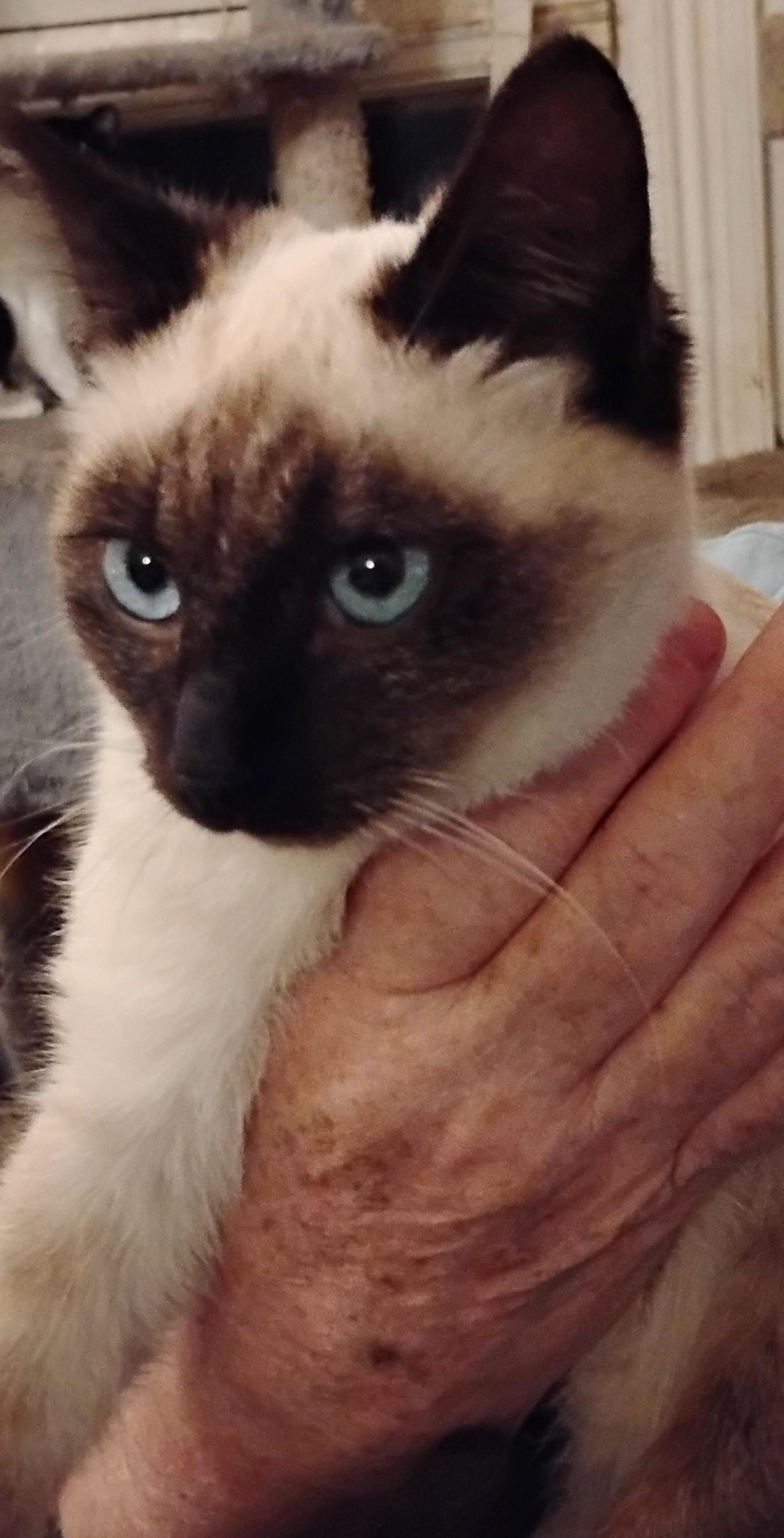 Enlarge Ghost, a ADOPTABLE Siamese in Woodland, CA image 4/4