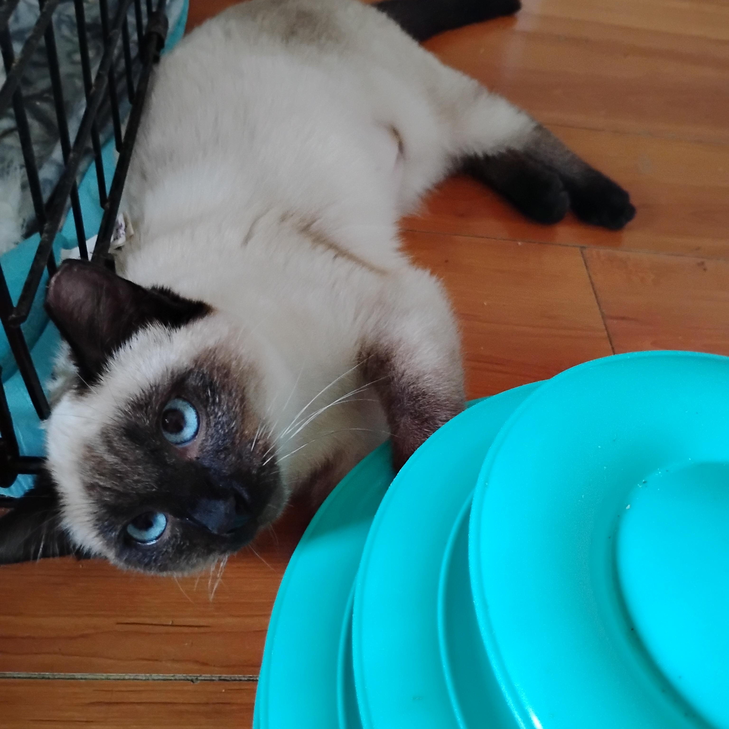 Enlarge Ghost, an adopted Siamese in Woodland, CA image 1/5