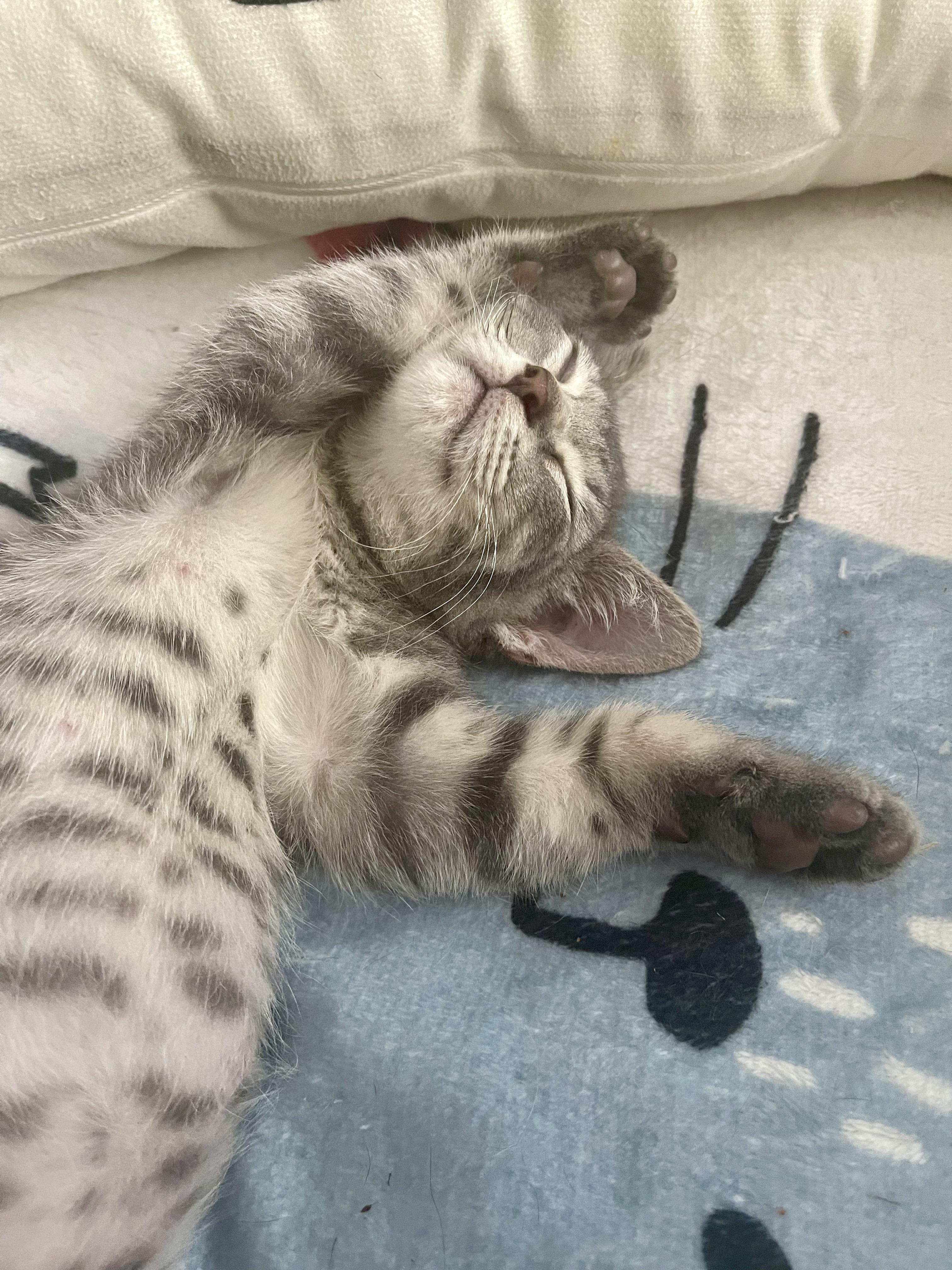 Toro (Tiger), adoptable, Kitten Male Tabby.