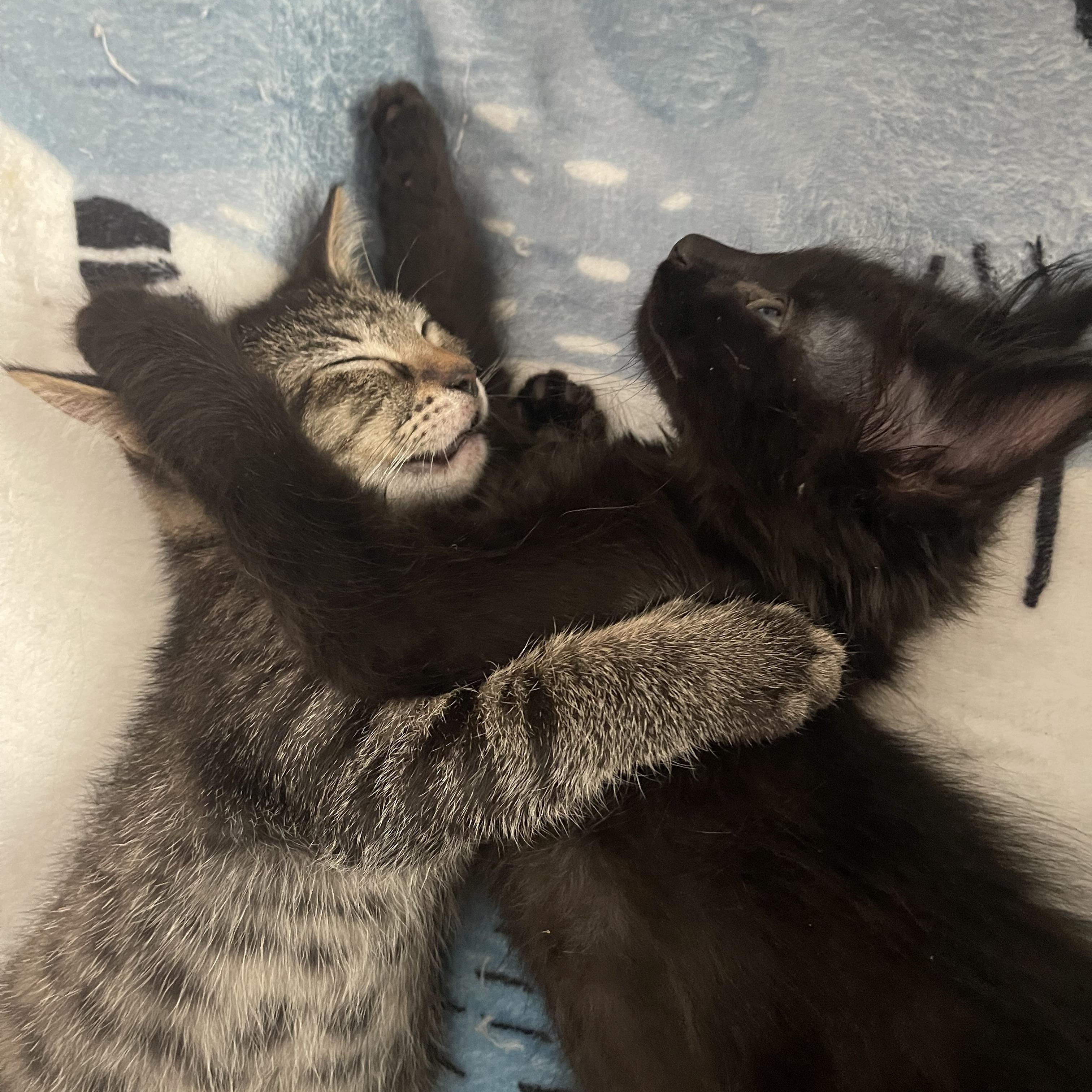 Enlarge Toro (Tiger), an adoptable Tabby in Belvidere, IL image 2/4